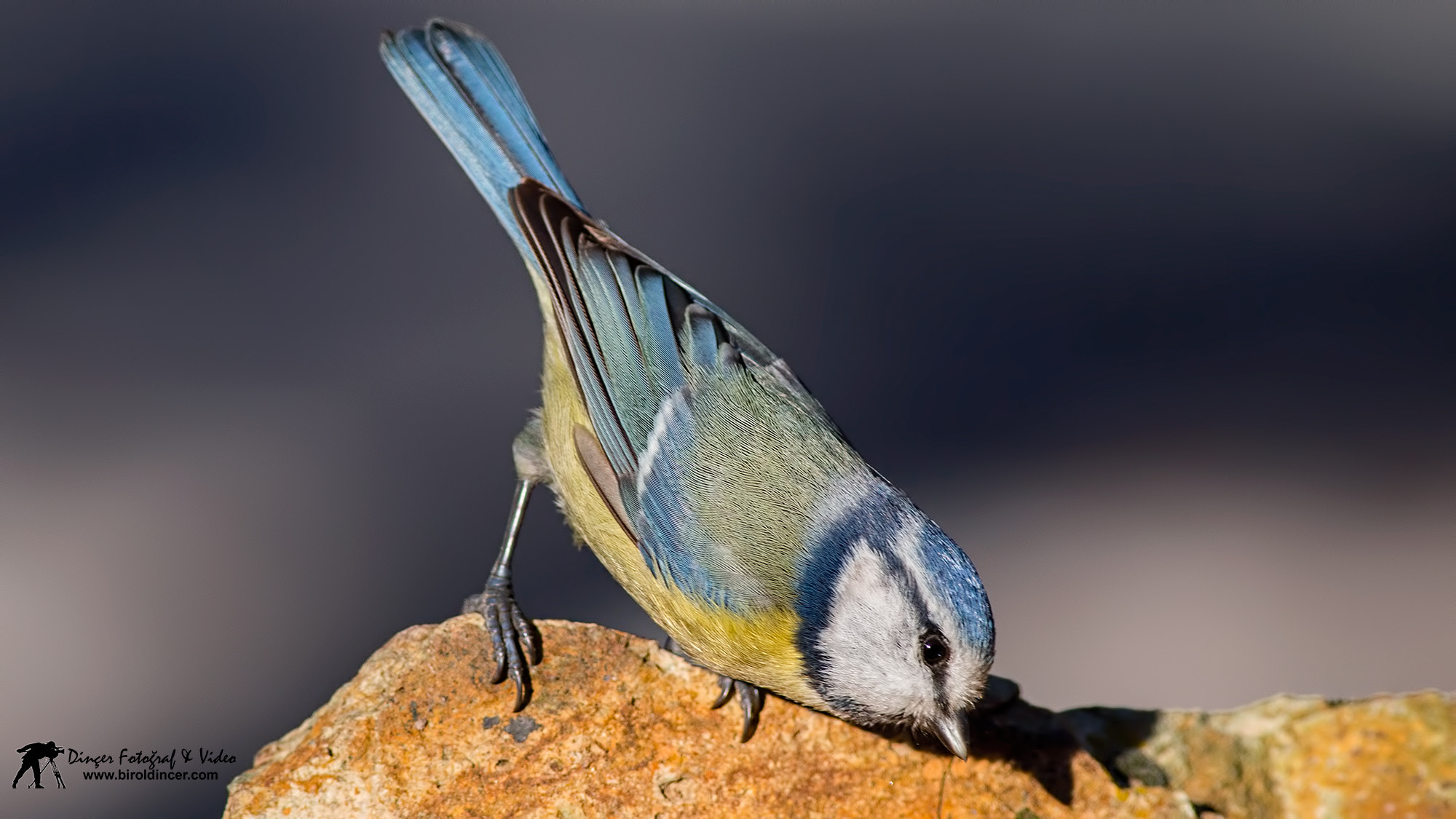 Canon EOS 70D + Canon EF 400mm F5.6L USM sample photo. Mavibaştankara (eurasian blue tit) photography