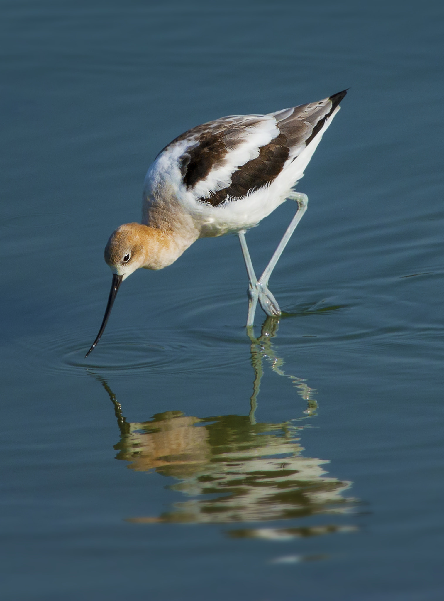 Nikon D800E + AF Nikkor 300mm f/4 IF-ED sample photo. Avocet reflection photography