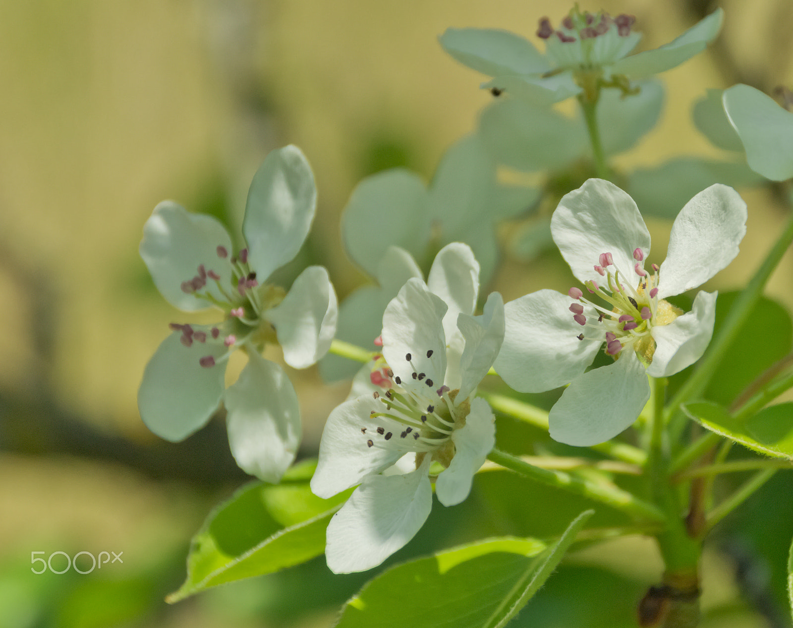 Sigma 18-250mm F3.5-6.3 DC Macro OS HSM sample photo. Bianco purezza photography