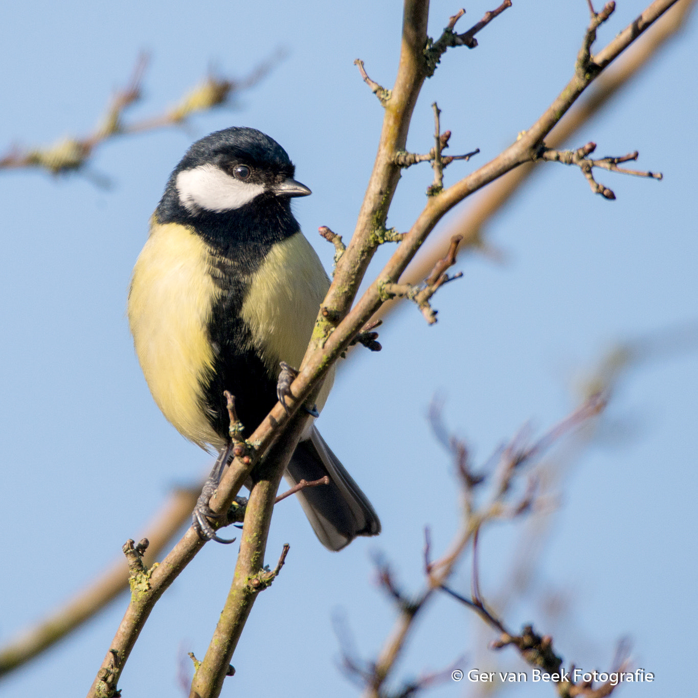 Sigma 150-600mm F5-6.3 DG OS HSM | C sample photo. Great tit photography