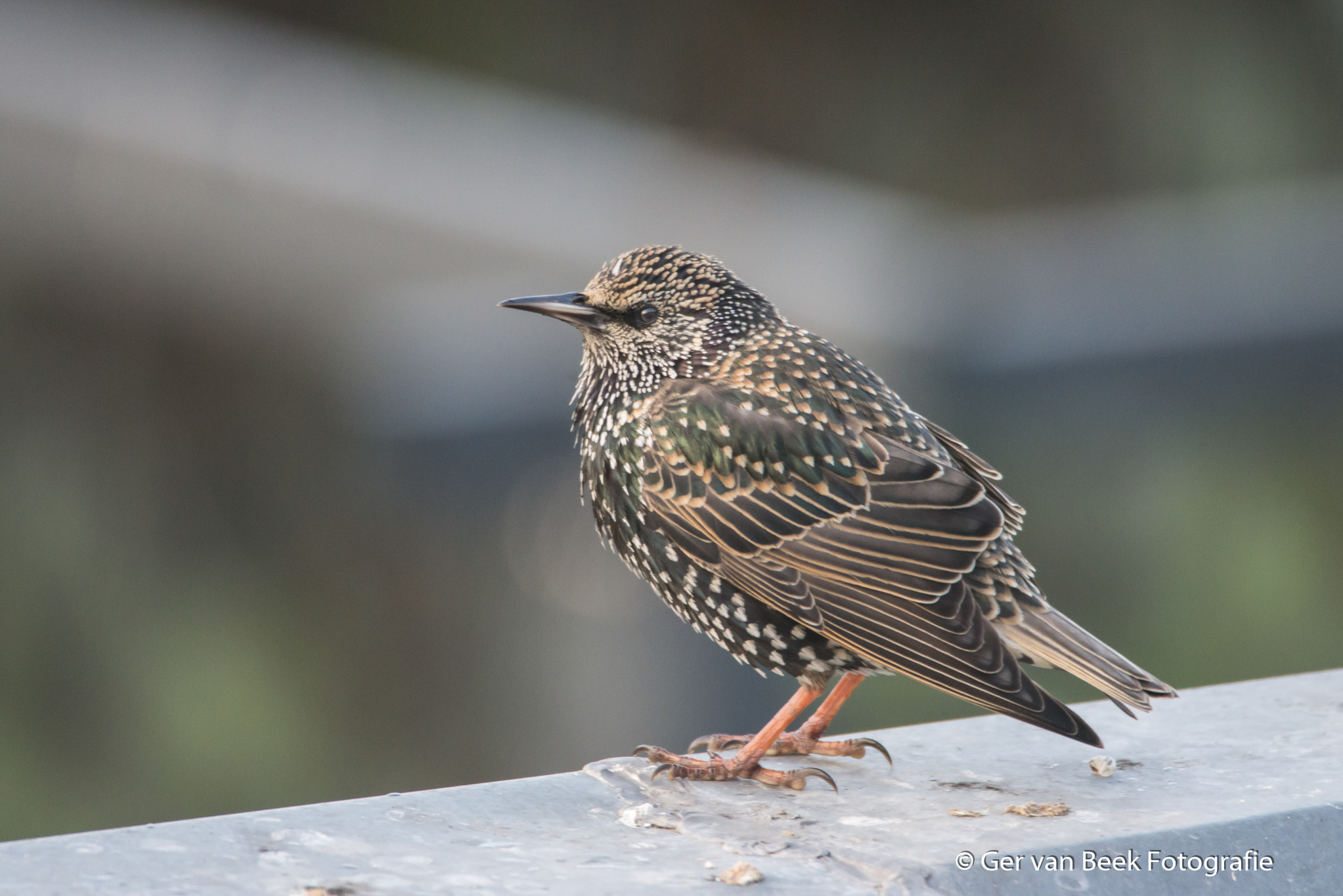 Sigma 150-600mm F5-6.3 DG OS HSM | C sample photo. Common starling photography