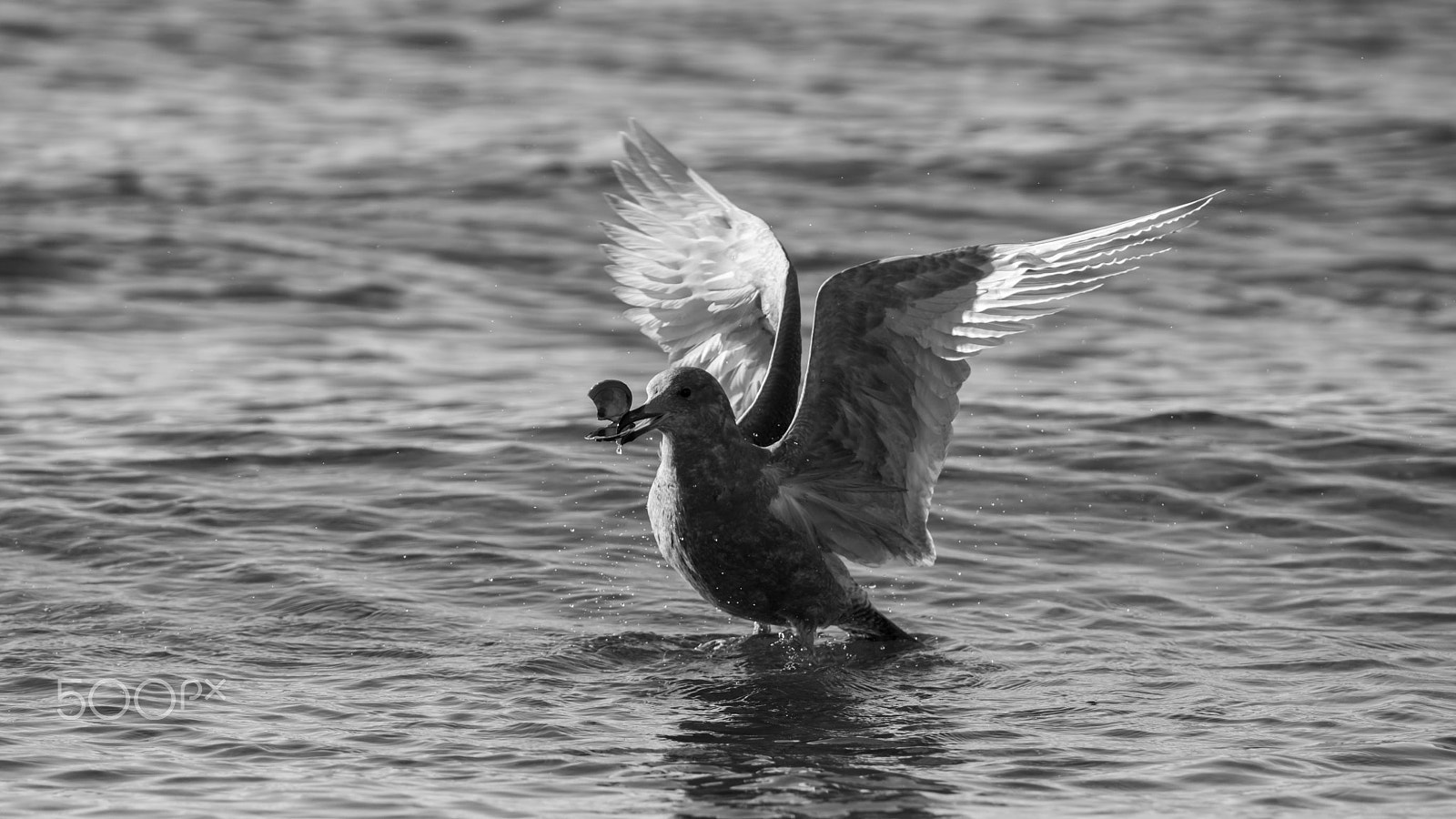 Sony a7R II + Tamron SP 150-600mm F5-6.3 Di VC USD sample photo. Seagull hunt a sea shell photography