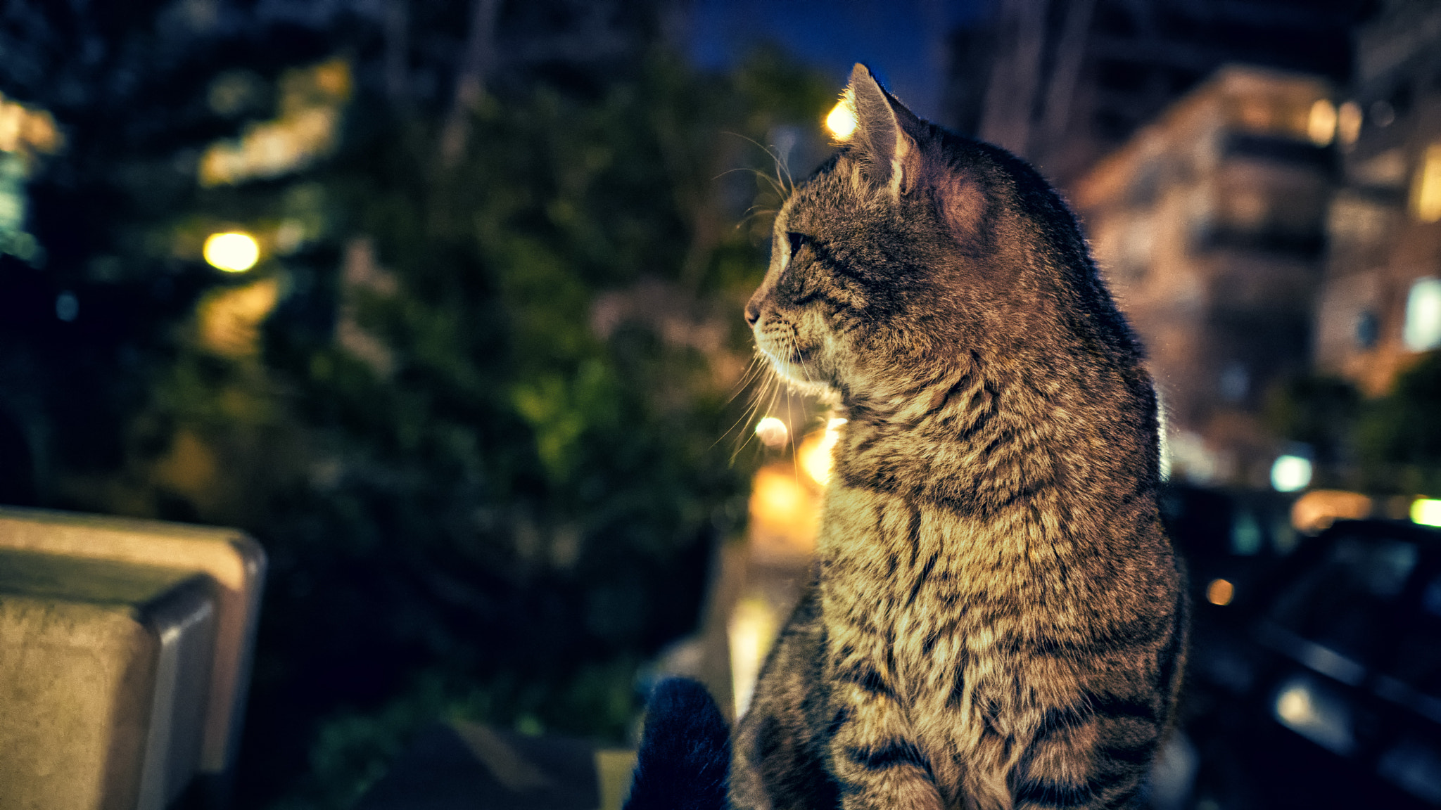 Sony Sonnar T* E 24mm F1.8 ZA sample photo. No more photos please!!!! says the cat photography