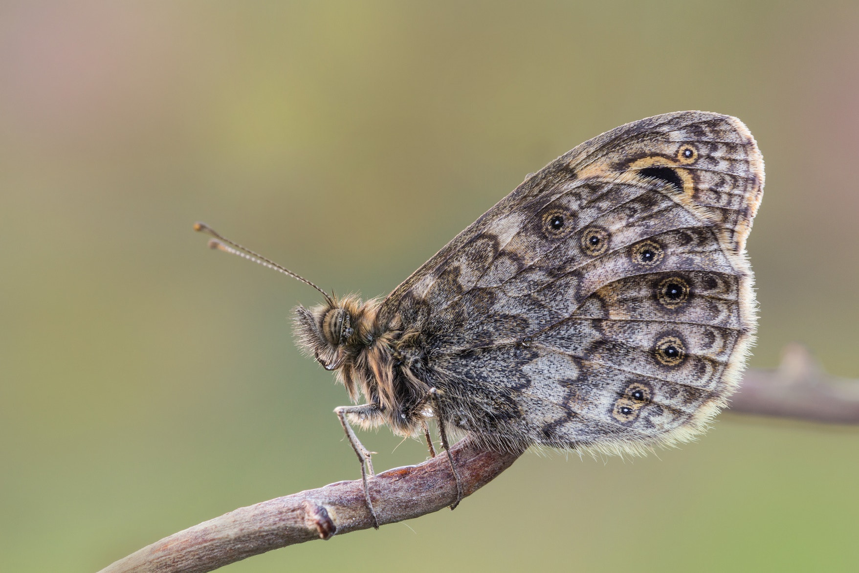 Tamron SP AF 180mm F3.5 Di LD (IF) Macro sample photo. Ocellosa photography