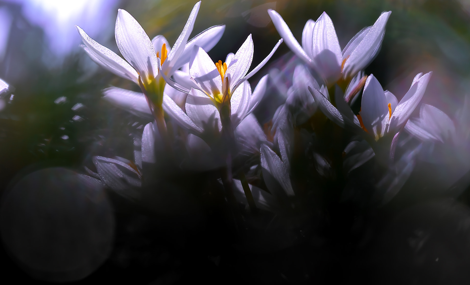 Sony a7R + Sony FE 90mm F2.8 Macro G OSS sample photo. Zephyranthes photography