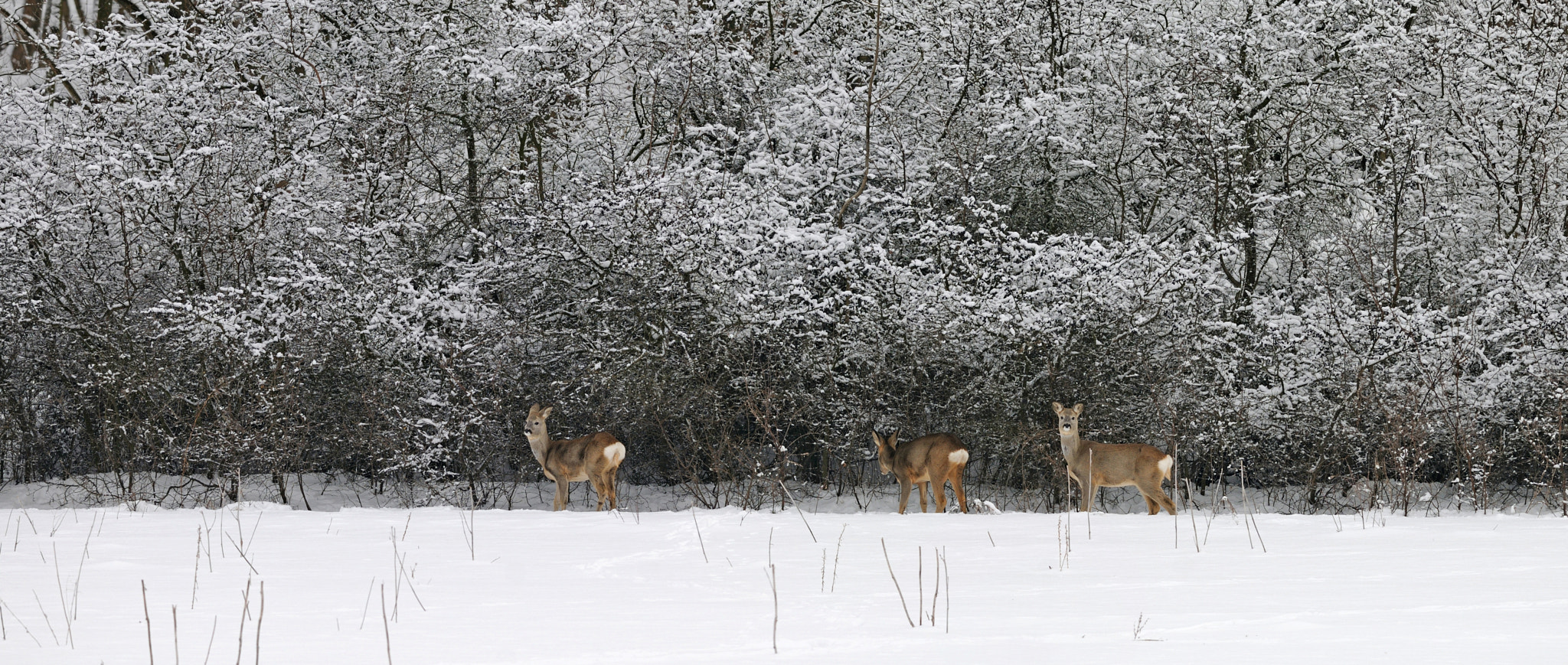 Nikon D300S sample photo. Roe deer at lunch photography