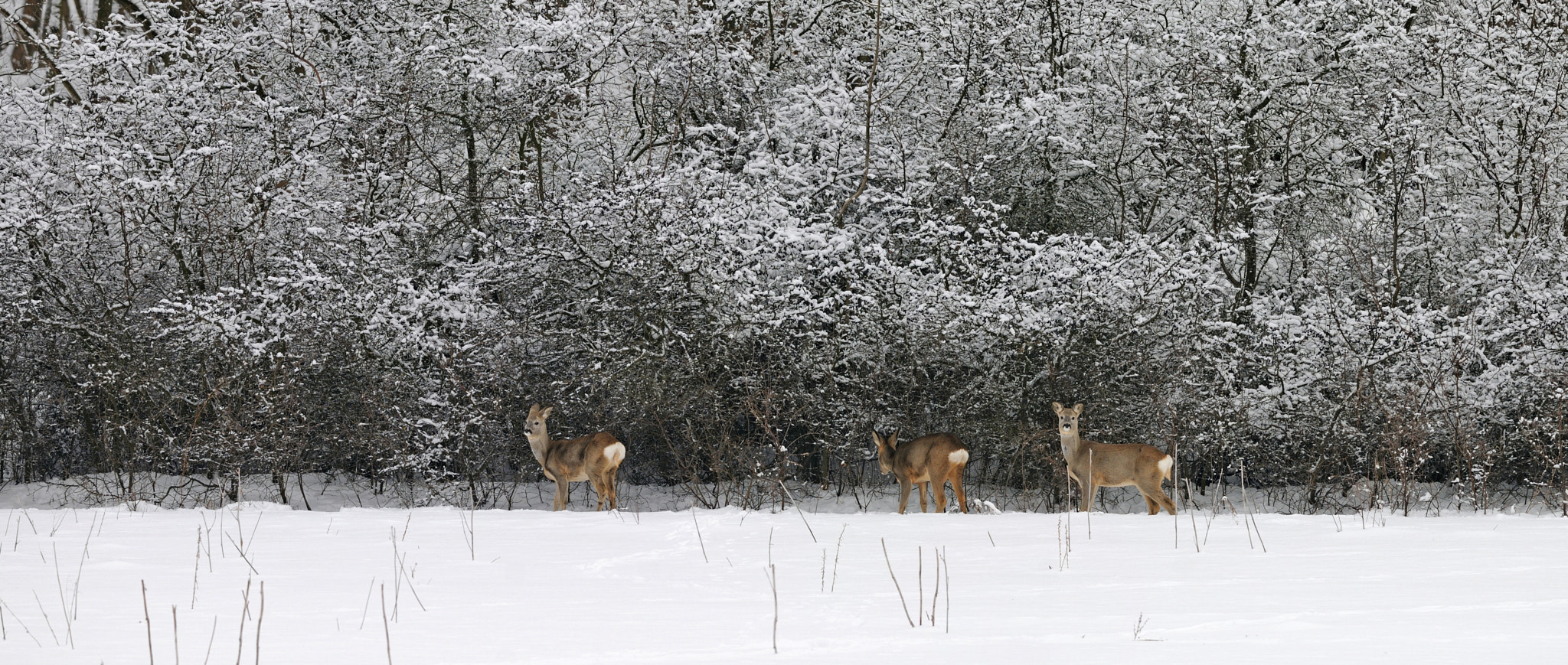 Nikon D300S + Nikon AF-S Nikkor 300mm F4D ED-IF sample photo. Roe deer at lunch photography