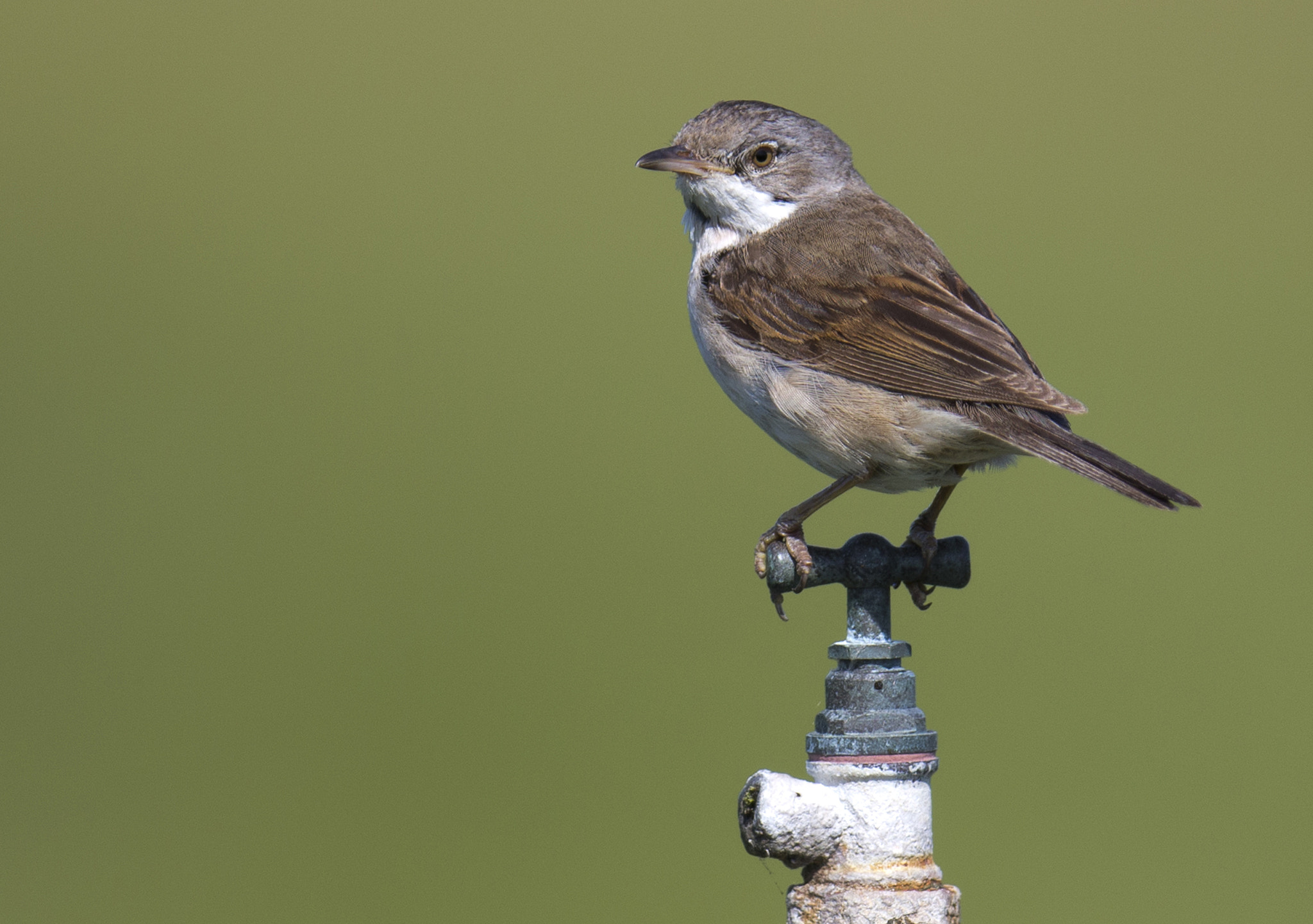 Canon EF 400mm F2.8L IS II USM sample photo. Whitethroat photography