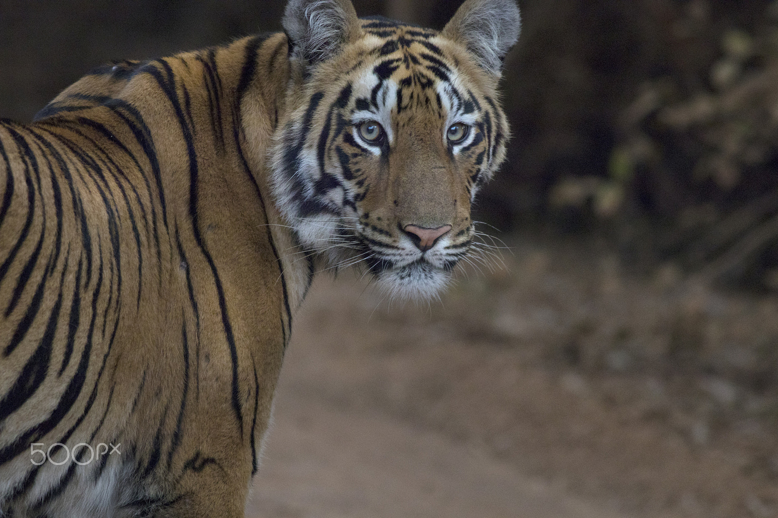 Canon EOS 80D + Canon EF 400mm F5.6L USM sample photo. Tiger cub photography