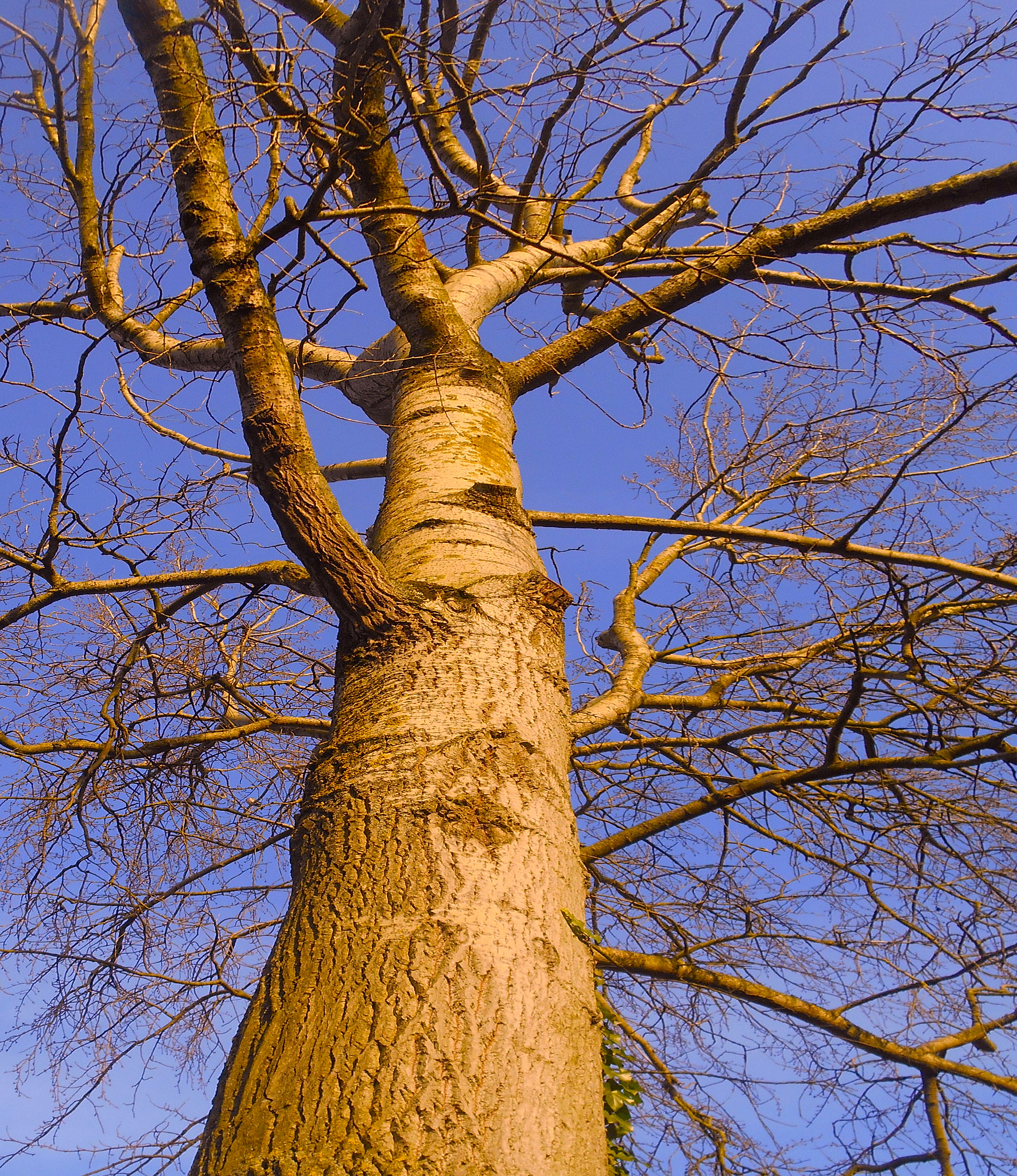 Nikon COOLPIX S3400 sample photo. Sunlit tree in winter photography