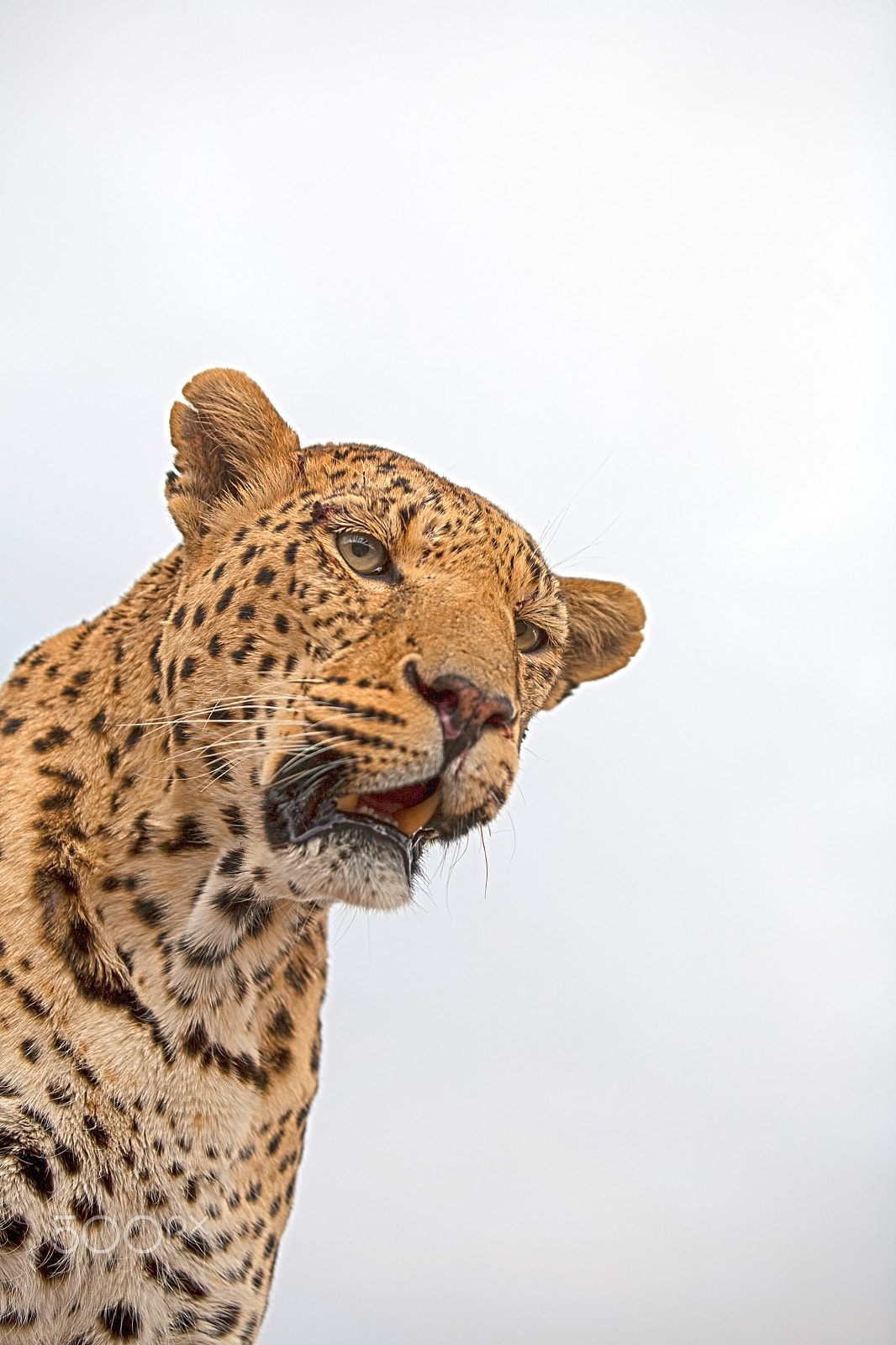Canon EOS 5D sample photo. Big leopard photography