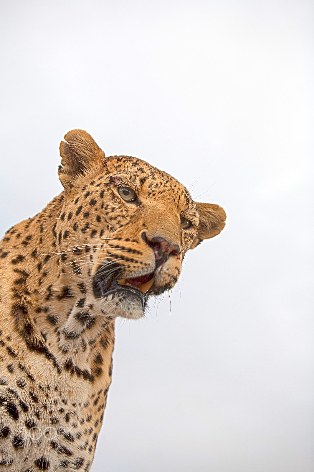 Canon EF 70-200mm F2.8L USM sample photo. Big leopard photography