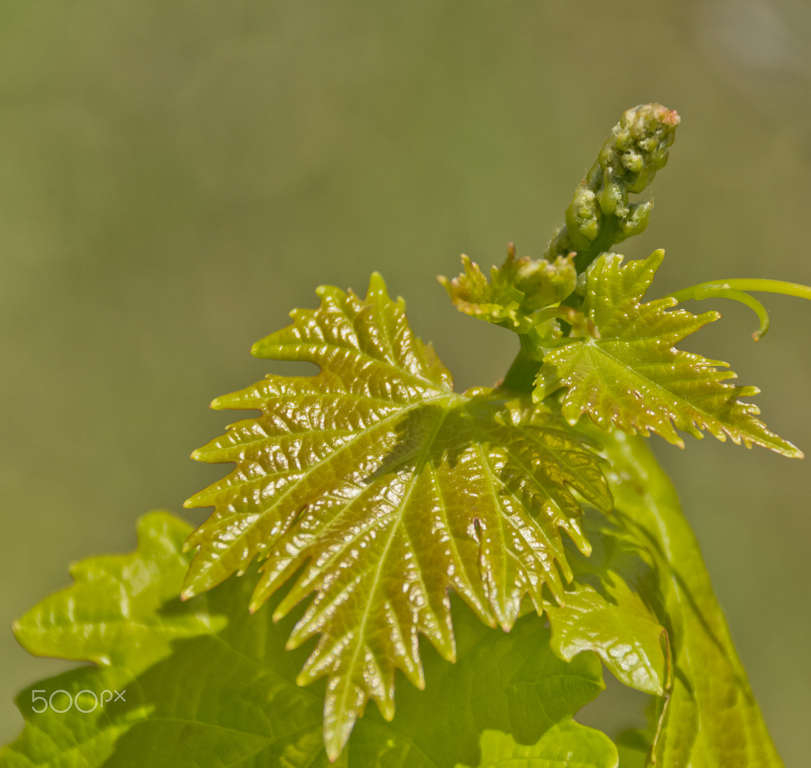 Sigma 18-250mm F3.5-6.3 DC Macro OS HSM sample photo. L'inizio della vita: il verde germoglio. photography