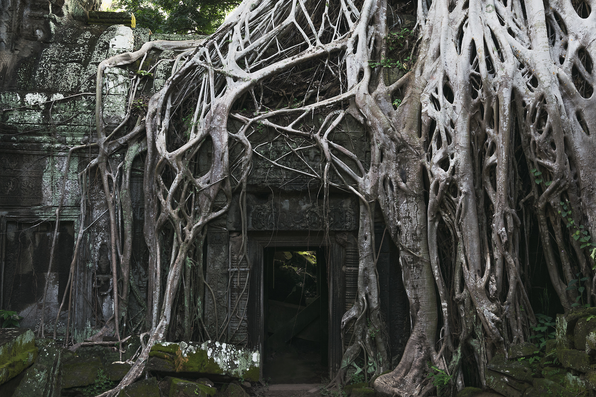Nikon D5300 + Sigma 18-35mm F1.8 DC HSM Art sample photo. Roots photography