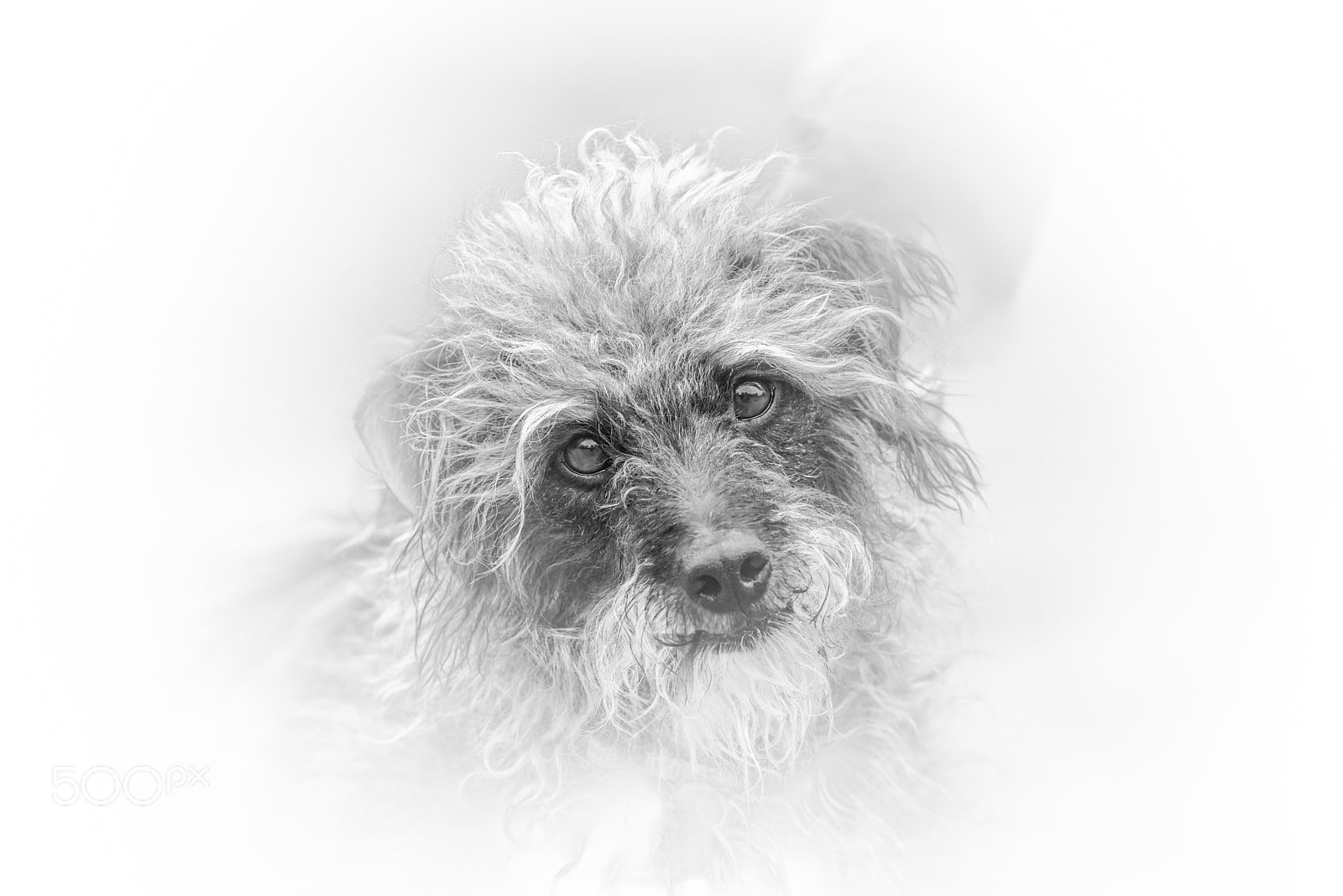 Sigma 150mm F2.8 EX DG OS Macro HSM sample photo. Terrier terror photography
