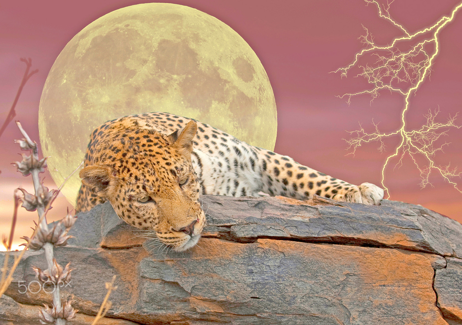 Canon EOS 5D sample photo. Leopard in the moonlight photography