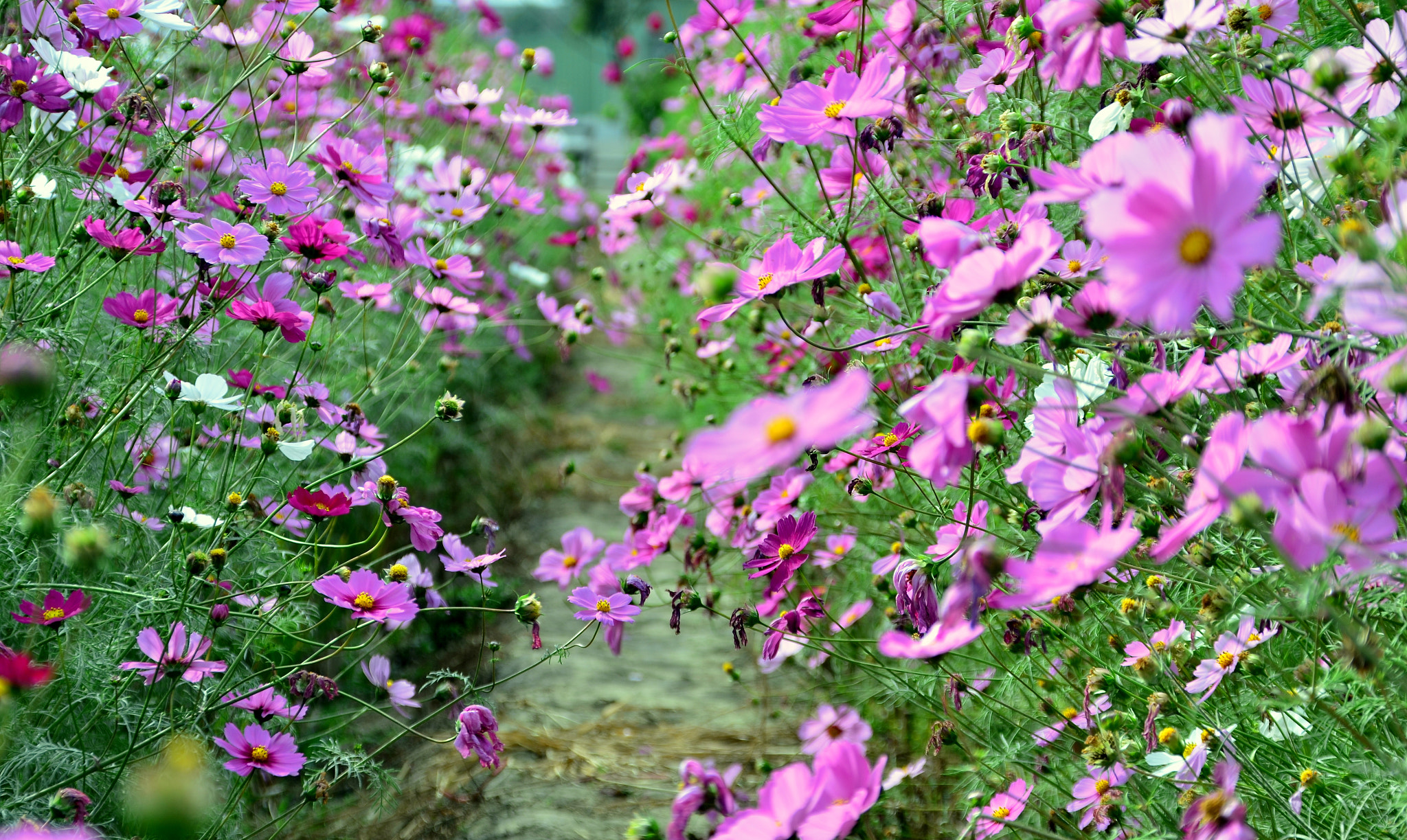 Nikon D5100 + Sigma 18-200mm F3.5-6.3 DC OS HSM sample photo. Pink garden photography