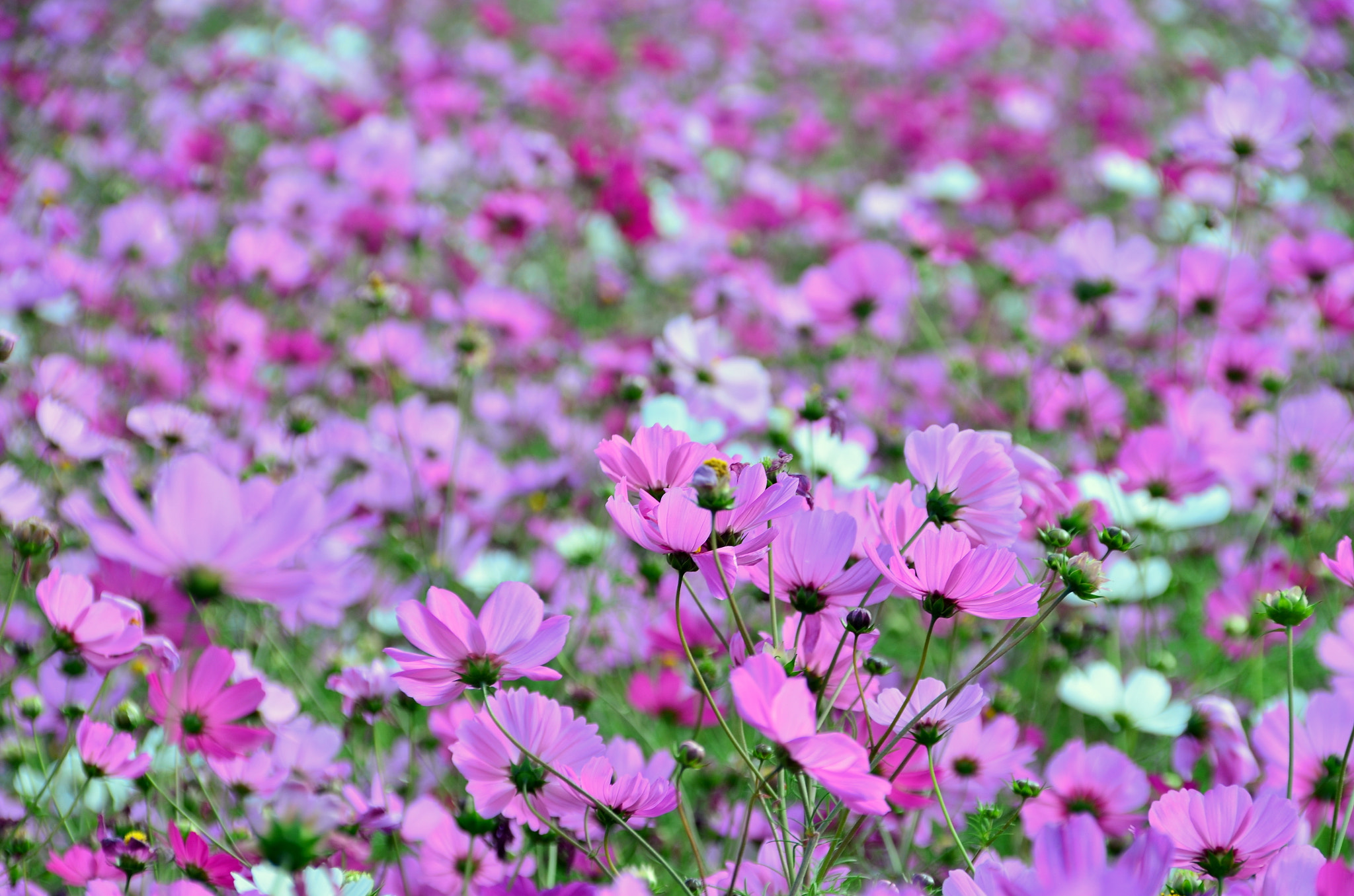 Nikon D5100 + Sigma 18-200mm F3.5-6.3 DC OS HSM sample photo. Pink garden photography