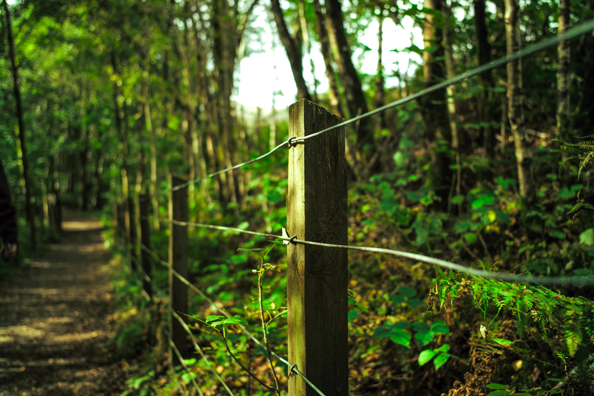 Leica M (Typ 240) + Leica Elmarit-M 28mm F2.8 ASPH sample photo. Fences in the woods photography