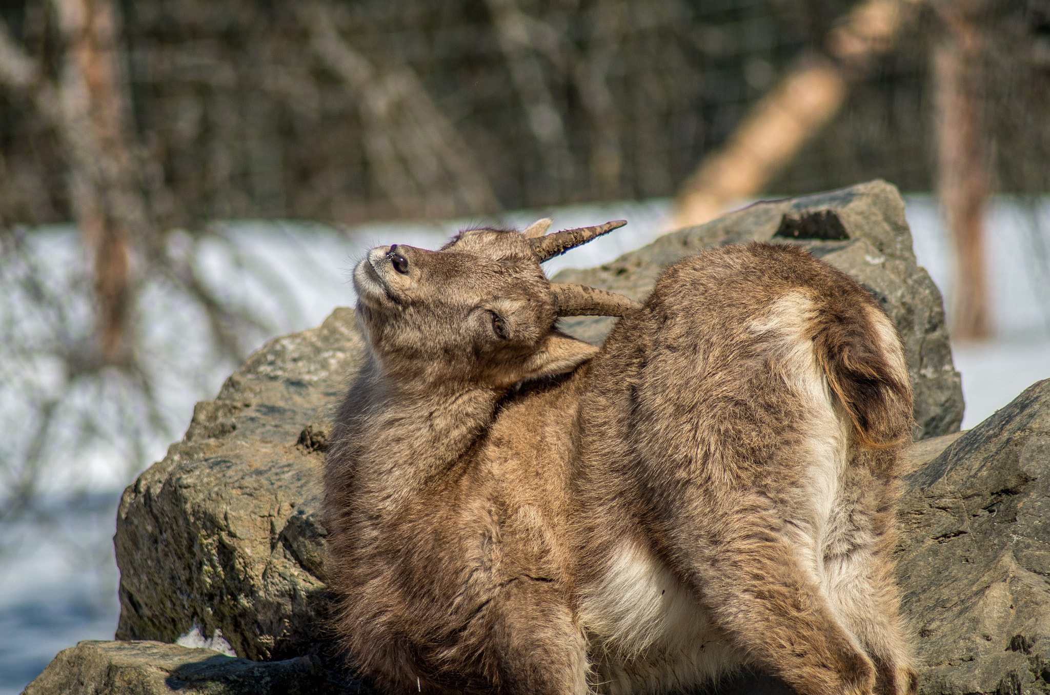 Tamron AF 70-300mm F4-5.6 LD Macro 1:2 sample photo. Scratching ibex photography