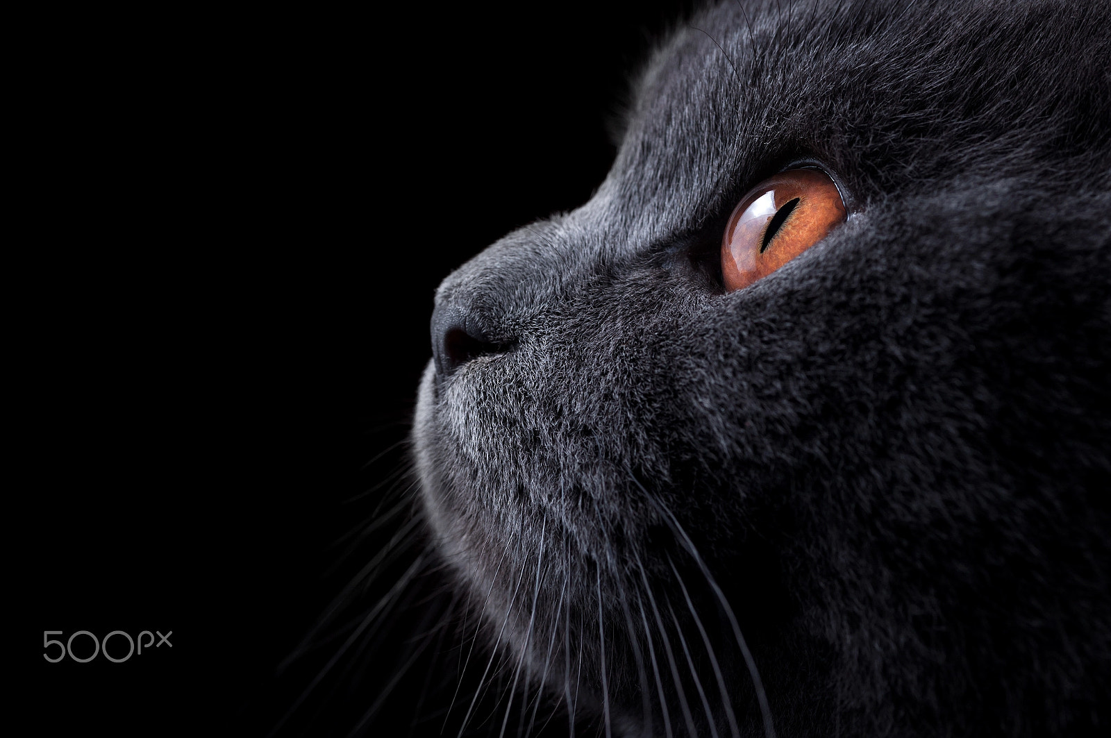 Sigma 105mm F2.8 EX DG OS HSM sample photo. Tom photography