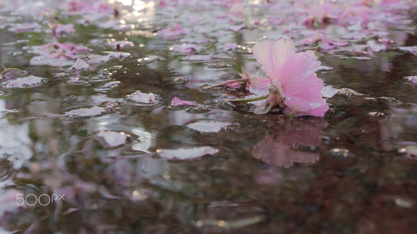 Tamron SP 24-70mm F2.8 Di VC USD sample photo. Faded photography
