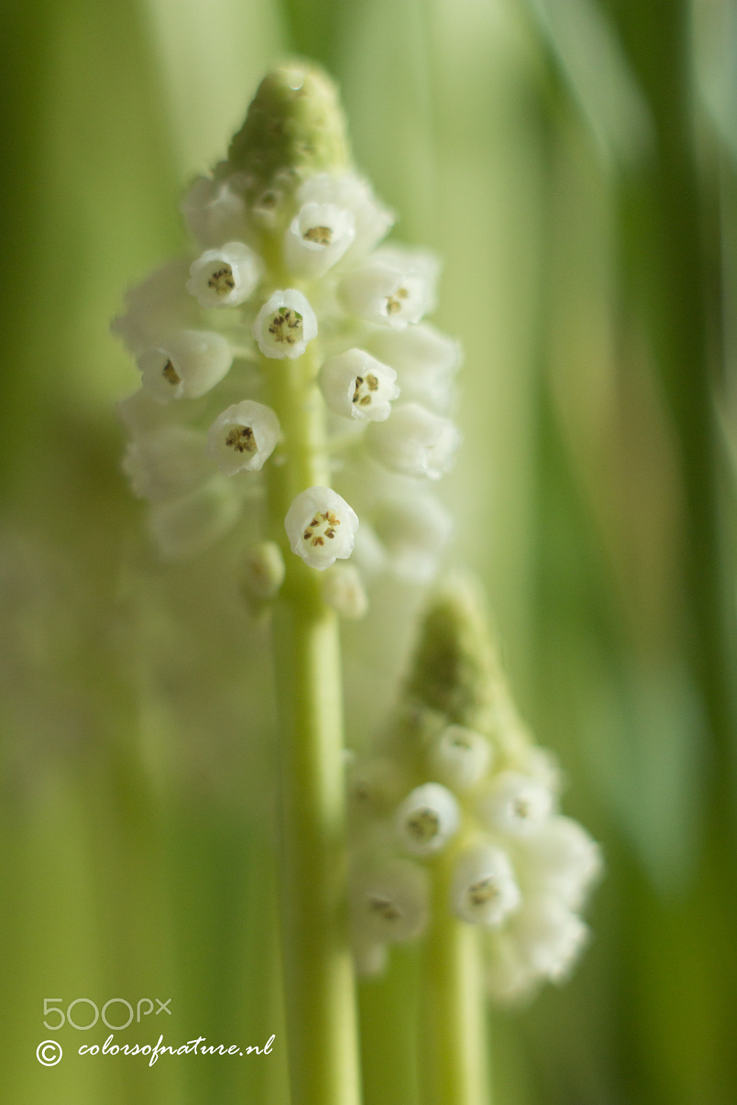 Canon EF 35-80mm f/4-5.6 sample photo. Little whites photography