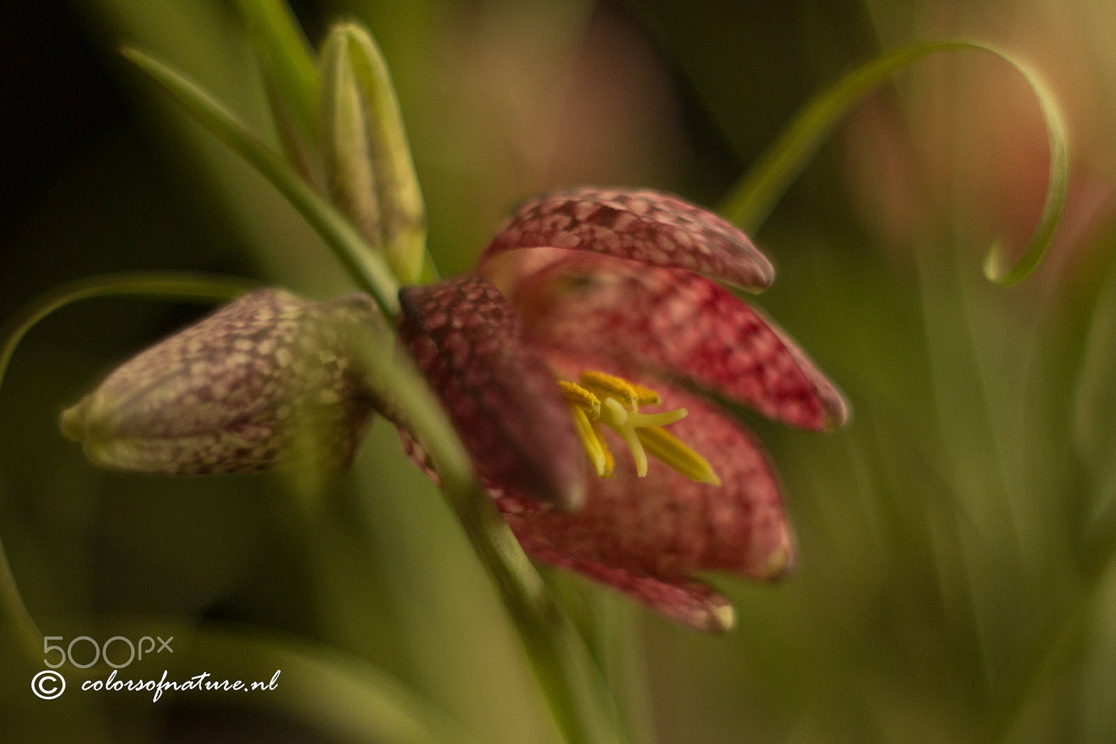 Canon EF 35-80mm f/4-5.6 sample photo. Kievitsbloemen photography