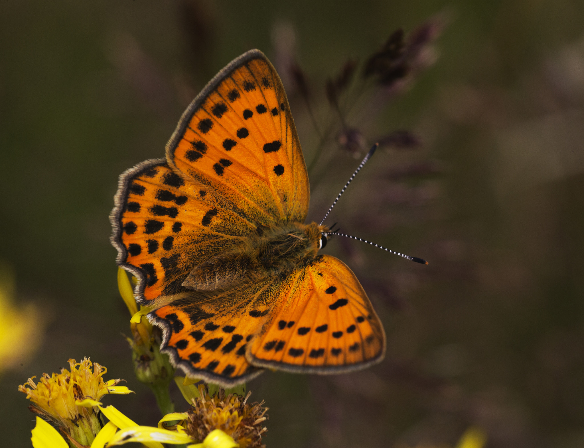 Sigma 150mm f/2.8 EX DG OS HSM APO Macro sample photo. Lycaena virgaureae photography