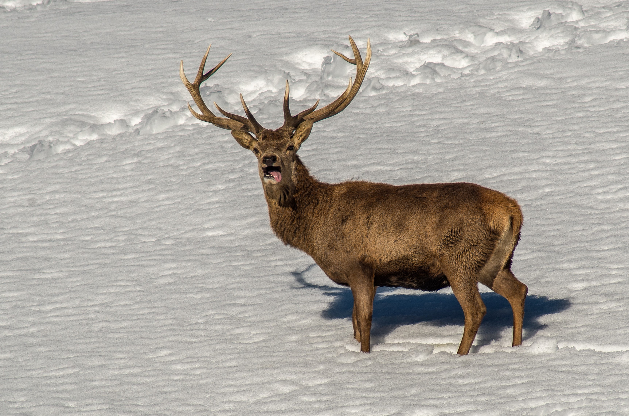 Pentax K-50 sample photo. Red deer photography