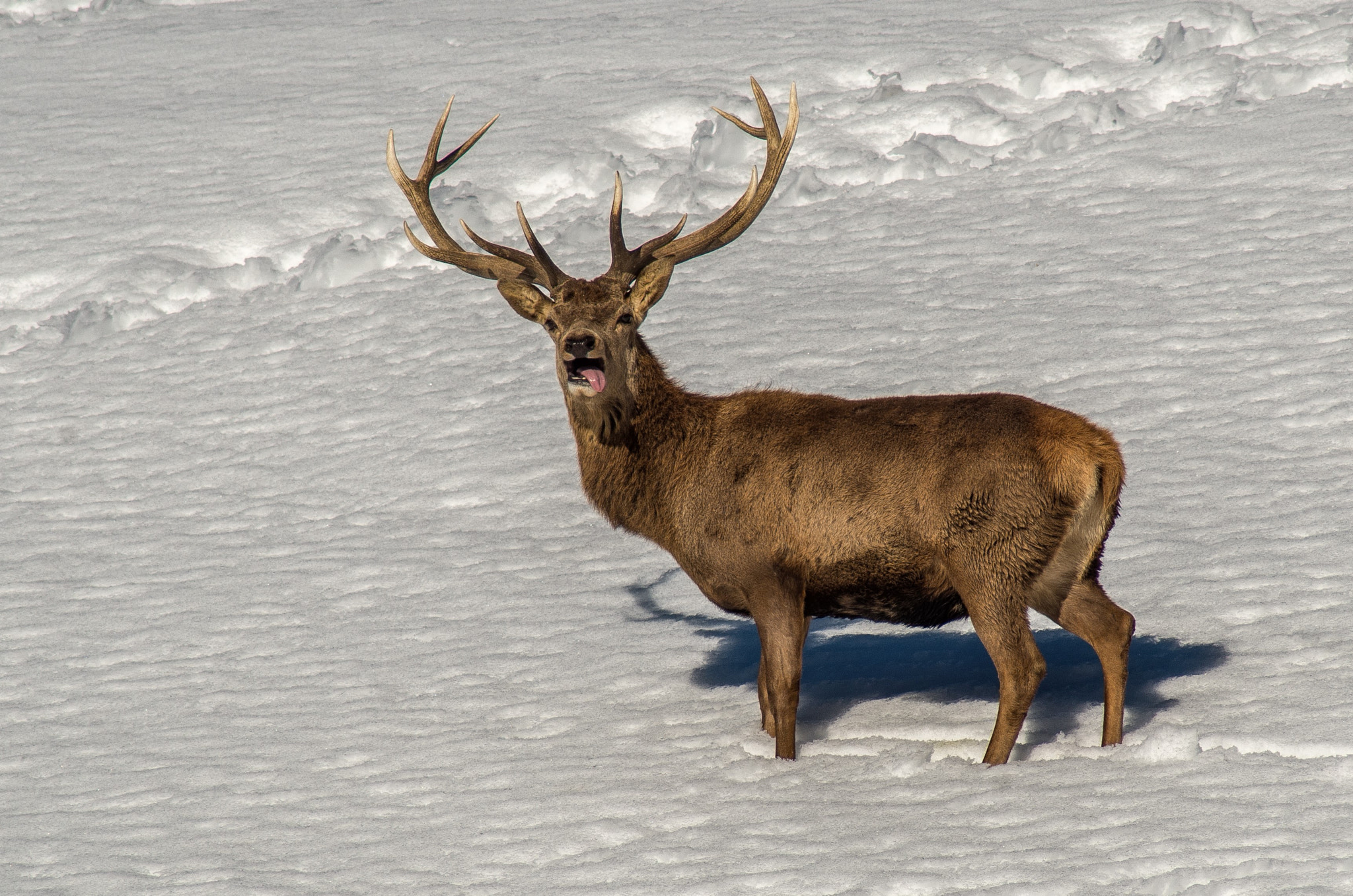 Tamron AF 70-300mm F4-5.6 LD Macro 1:2 sample photo. Red deer photography