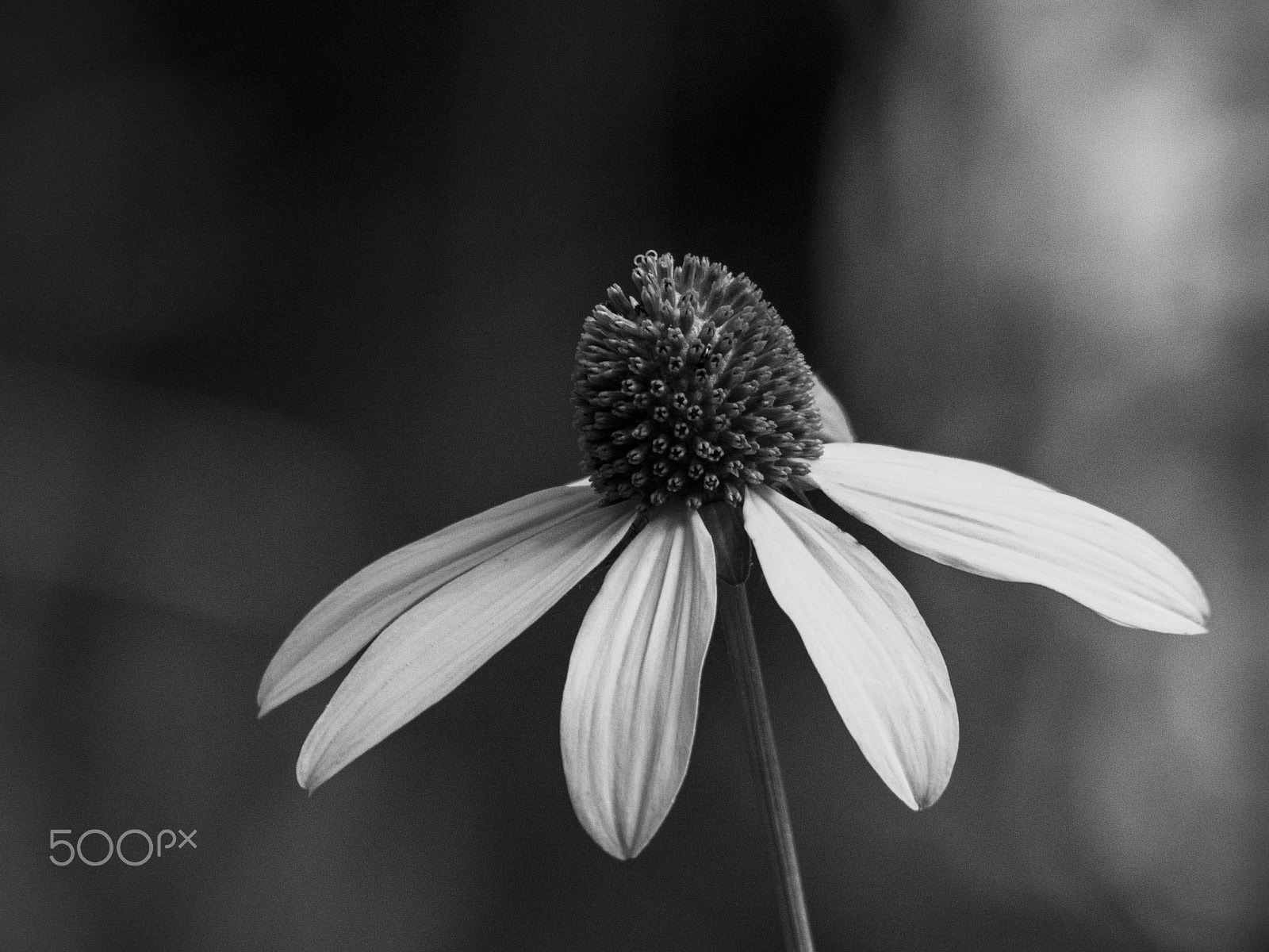 Olympus OM-D E-M1 sample photo. Beautiful equinacea flower in bloom photography