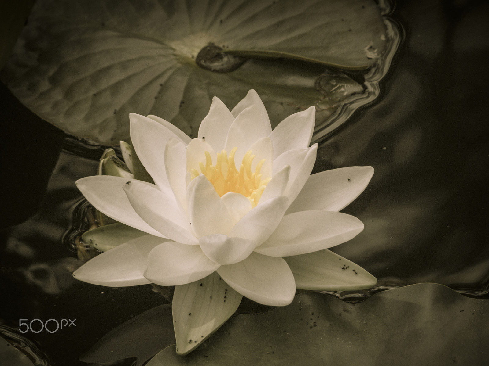 Olympus OM-D E-M1 sample photo. Beautiful waterlily in bloom photography