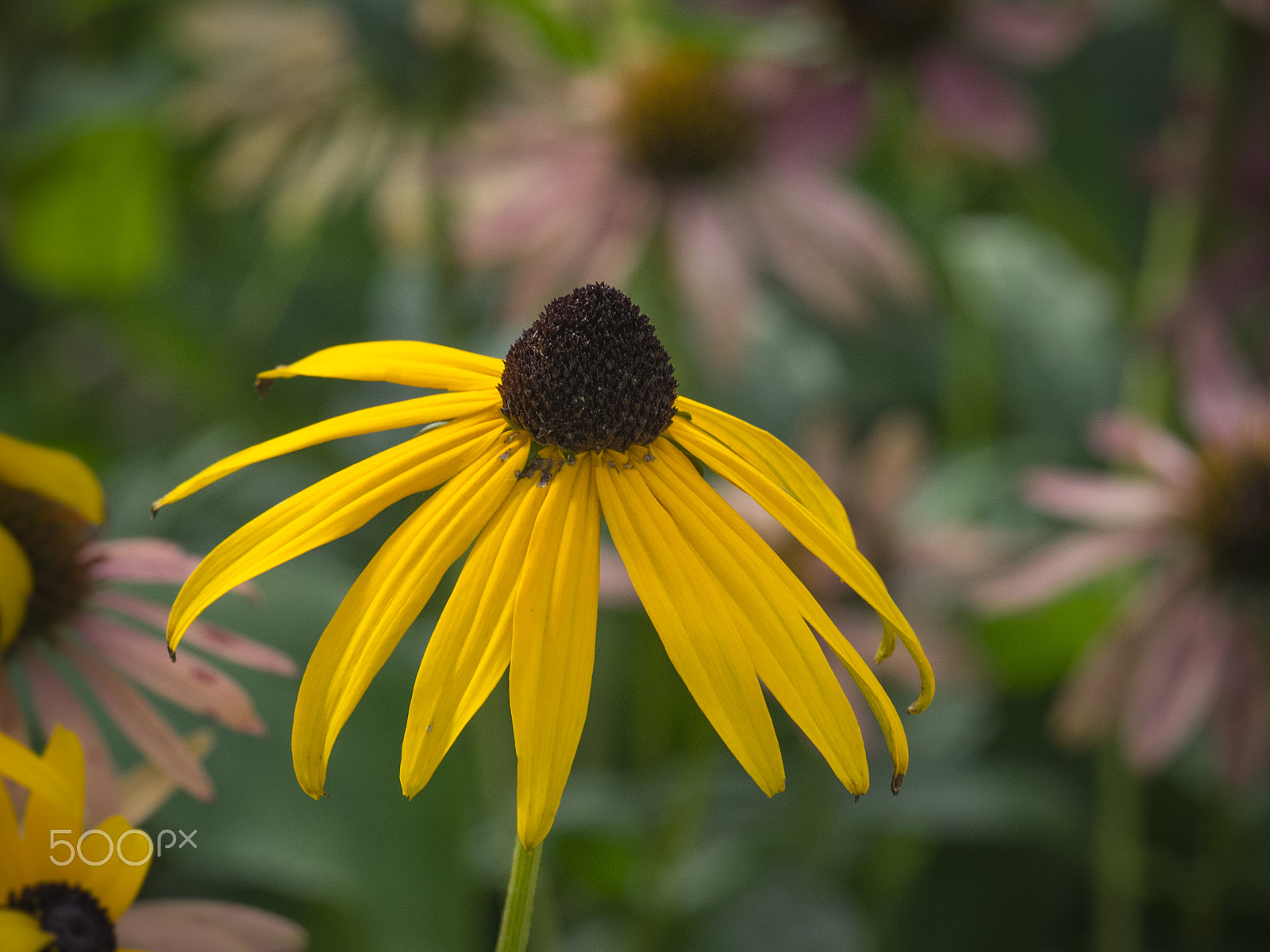 Olympus OM-D E-M1 + Panasonic Lumix G Vario 100-300mm F4-5.6 OIS sample photo. Beautiful equinacea flower in bloom photography