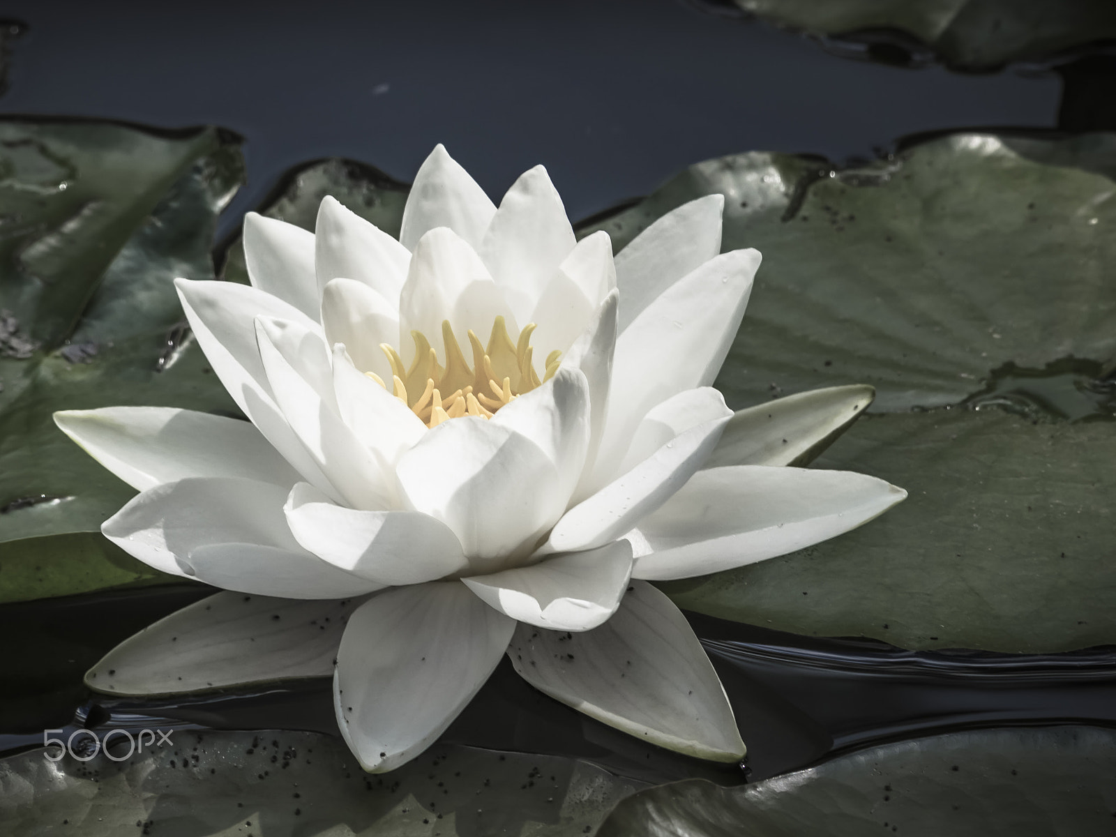 Olympus OM-D E-M1 sample photo. Beautiful waterlily in bloom photography