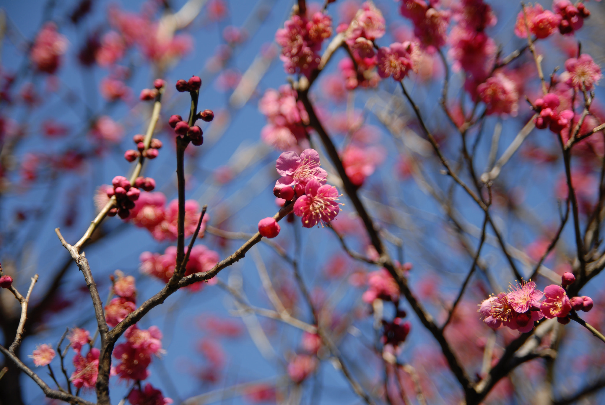 Nikon D200 sample photo. Spring is in the air. photography