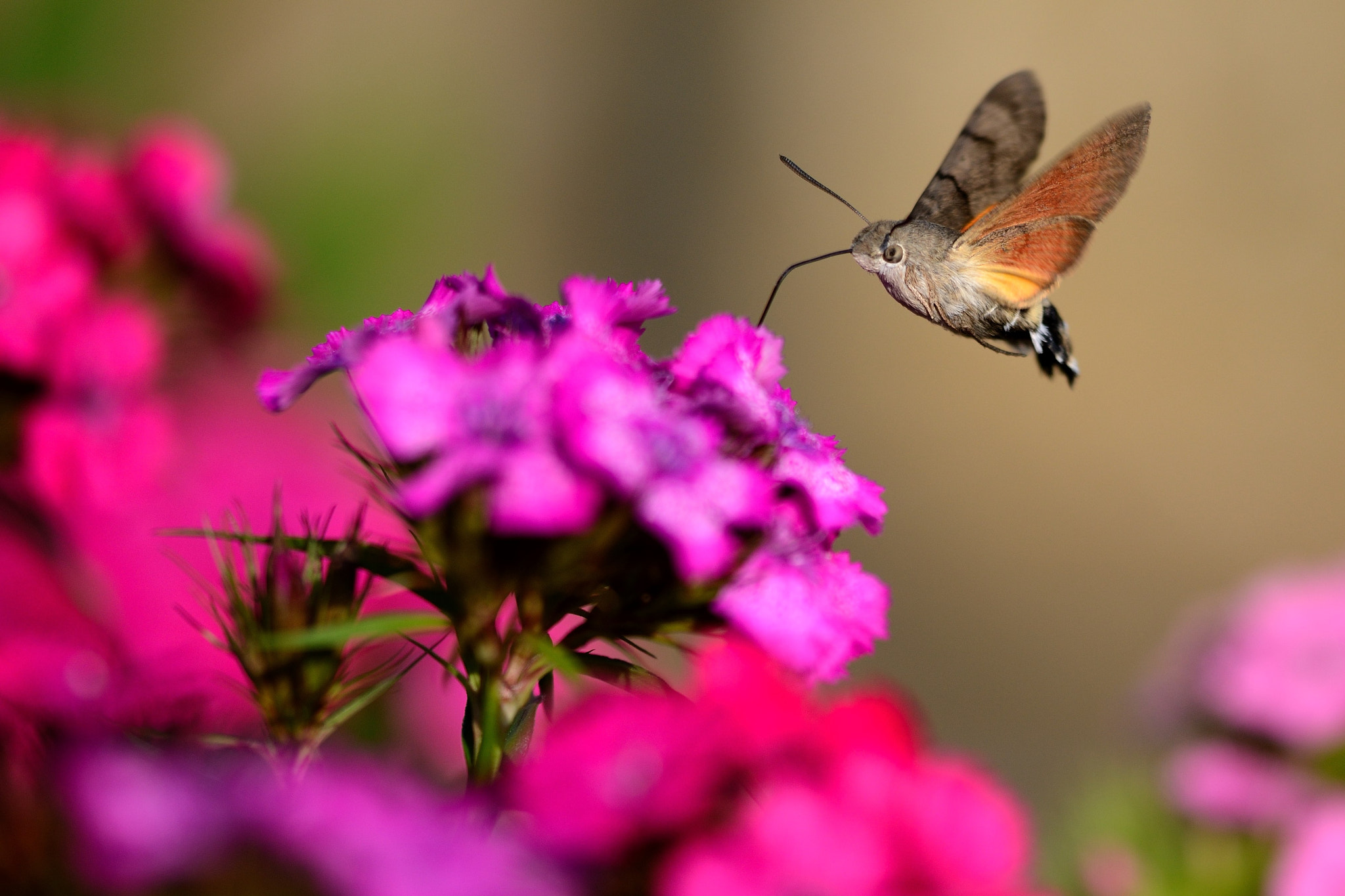Sigma 150mm F2.8 EX DG Macro HSM sample photo. Hummingbird hawk-moth photography