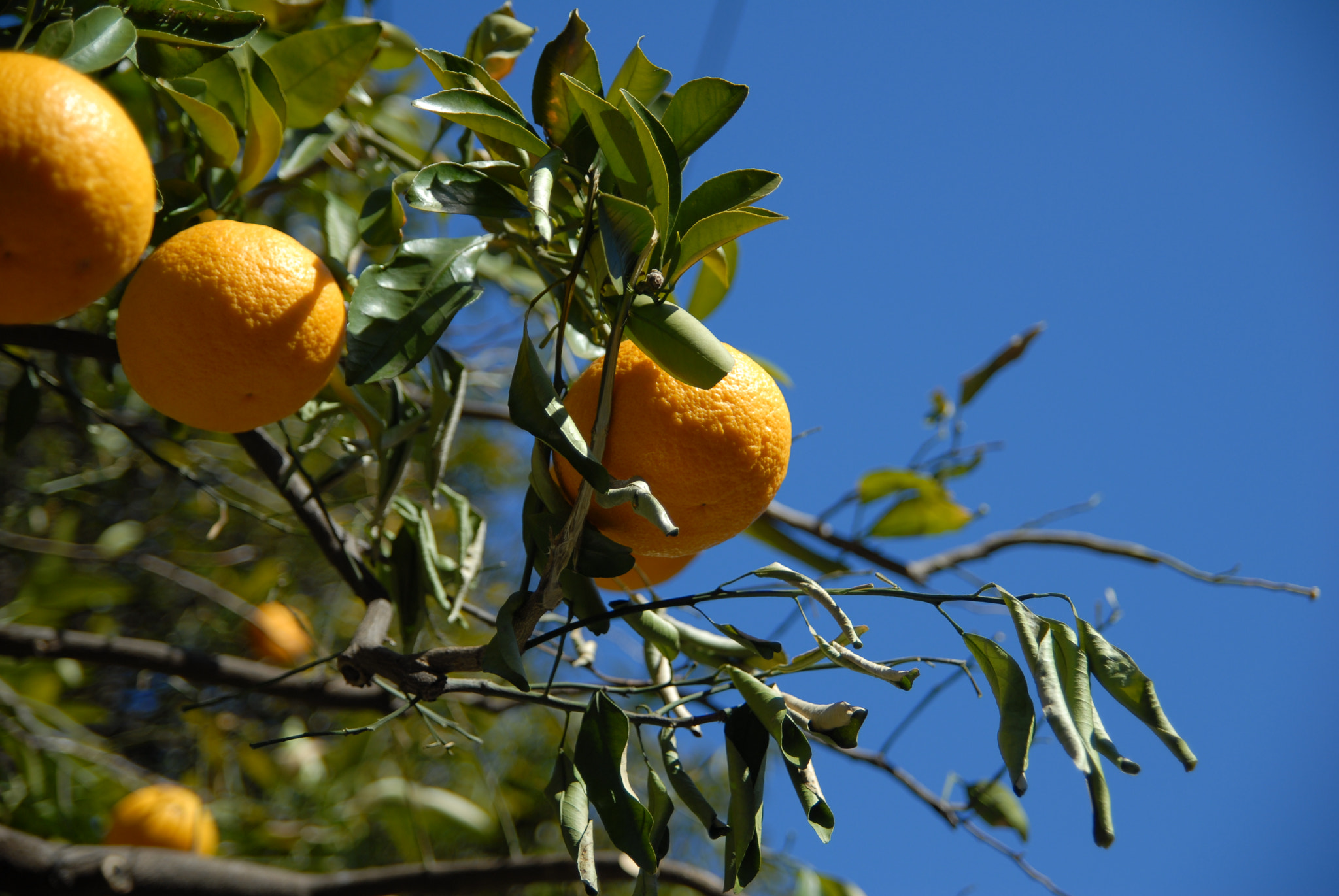Nikon D200 sample photo