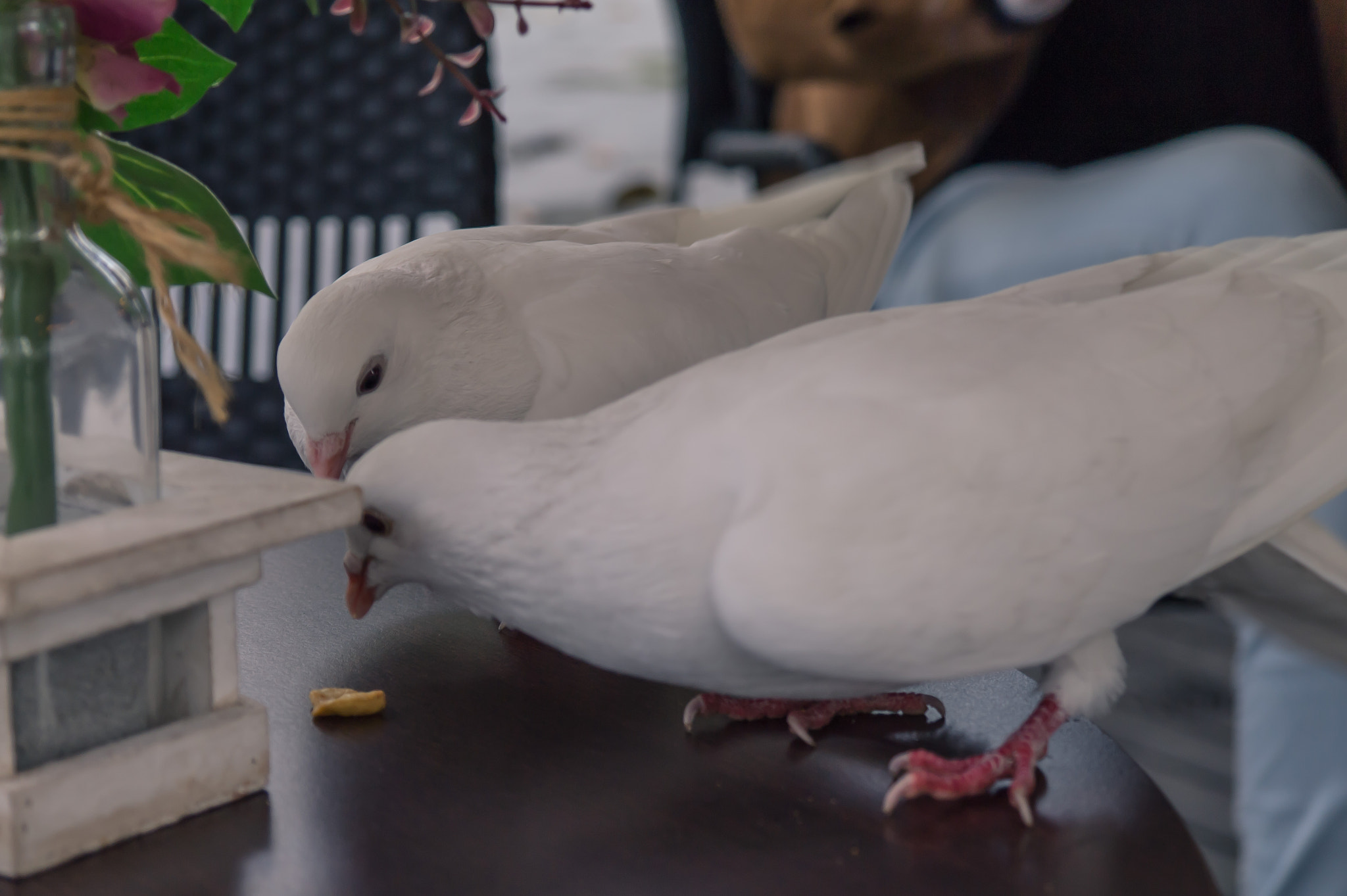 Samsung NX 18-55mm F3.5-5.6 OIS sample photo. Palomas photography