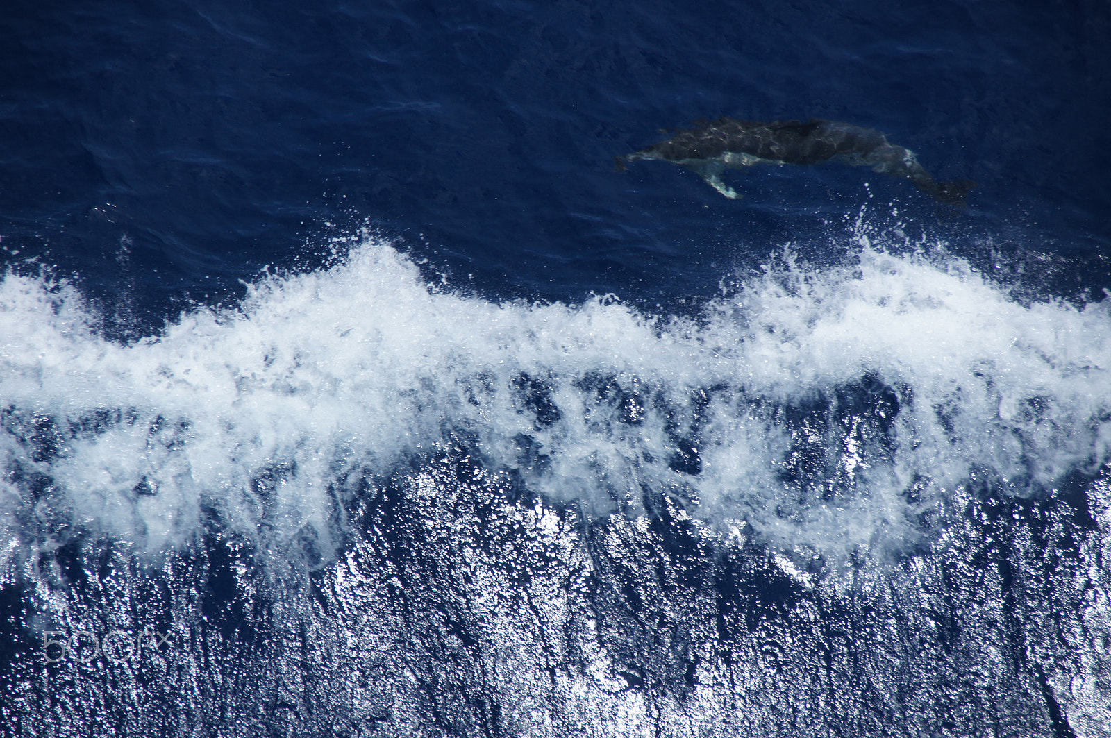 Sony SLT-A55 (SLT-A55V) sample photo. Dolphin photography