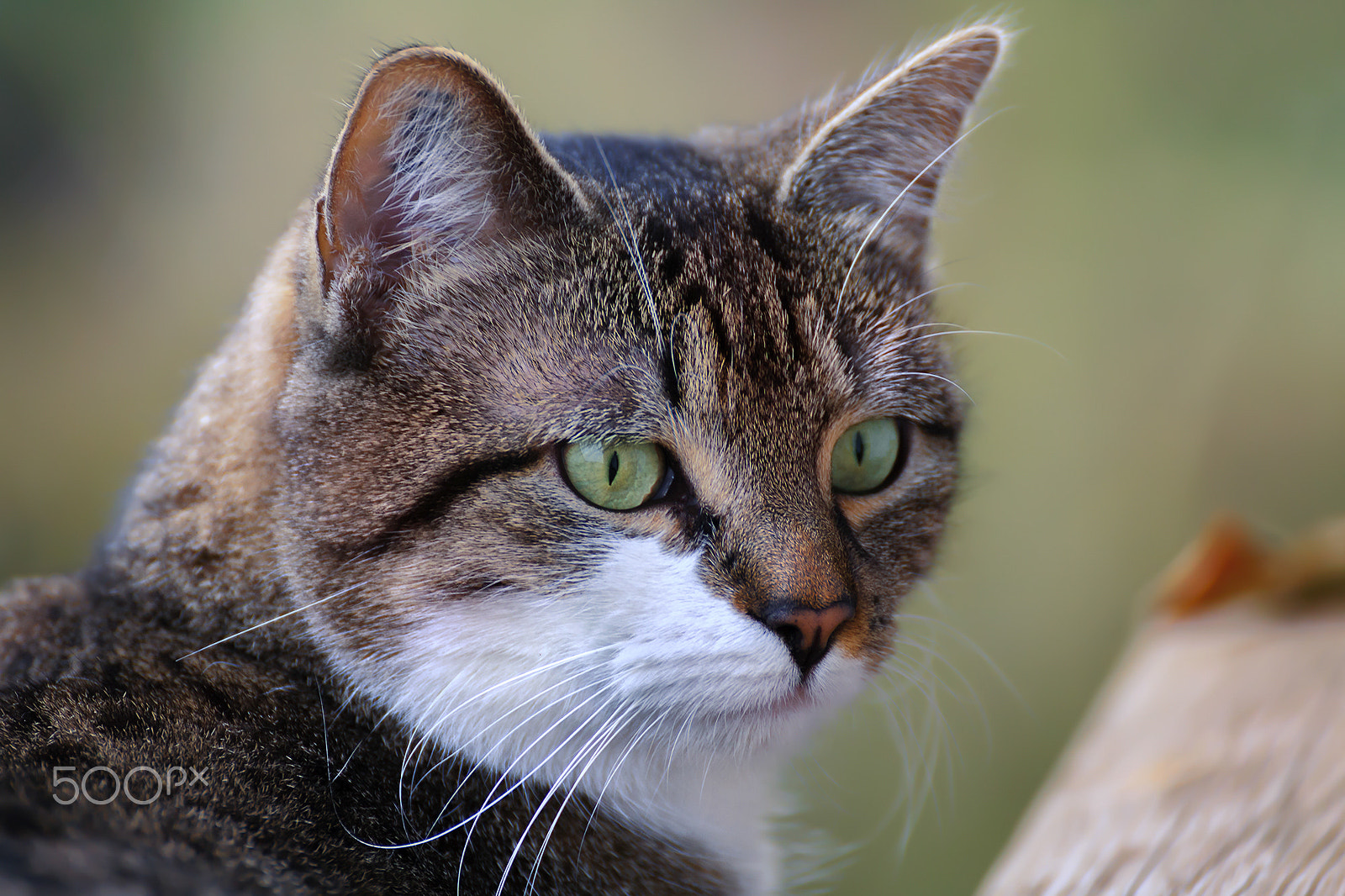 Tamron SP 35mm F1.8 Di VC USD sample photo. Mila photography