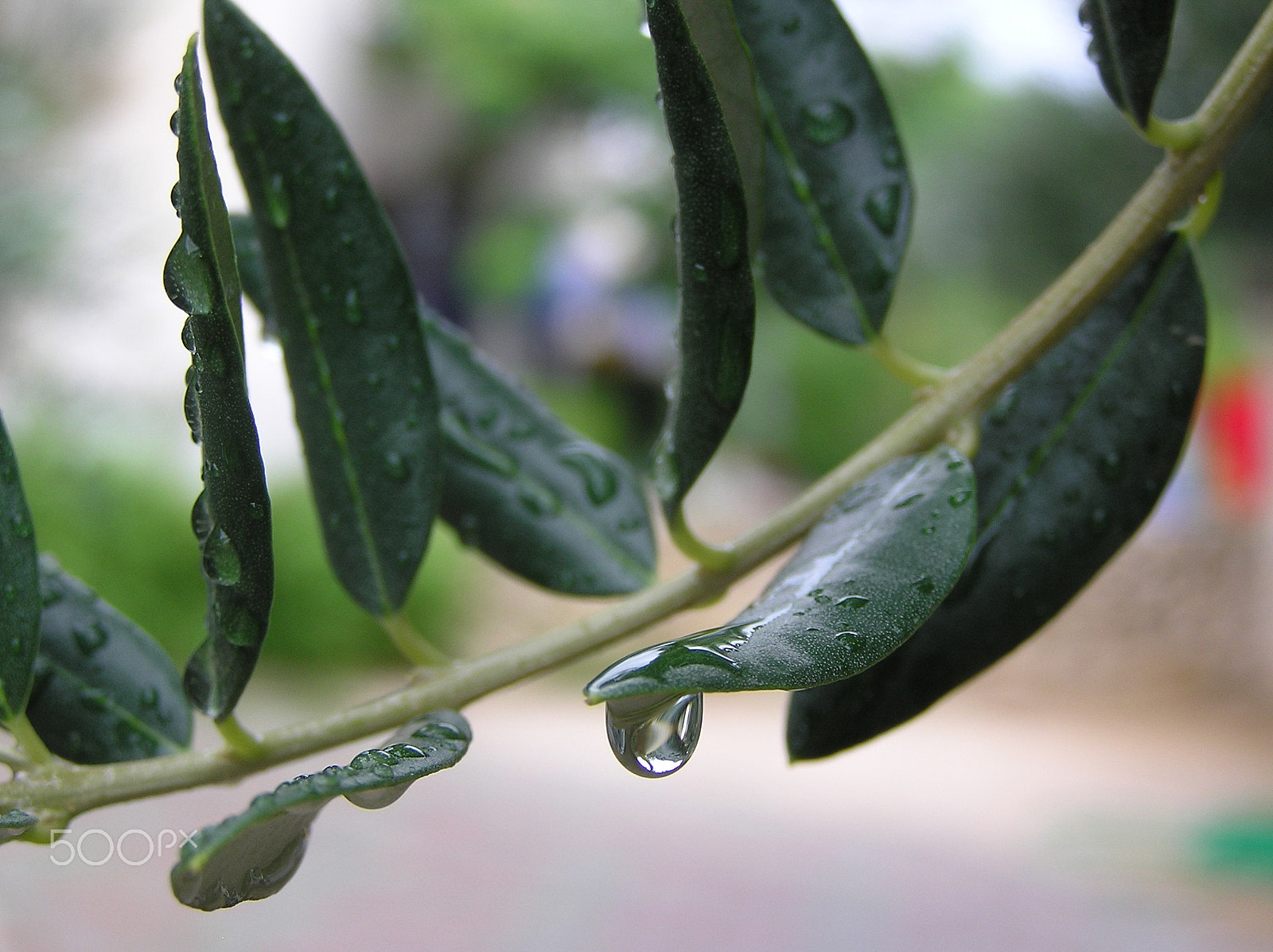 Olympus C750UZ sample photo. Crying olive photography