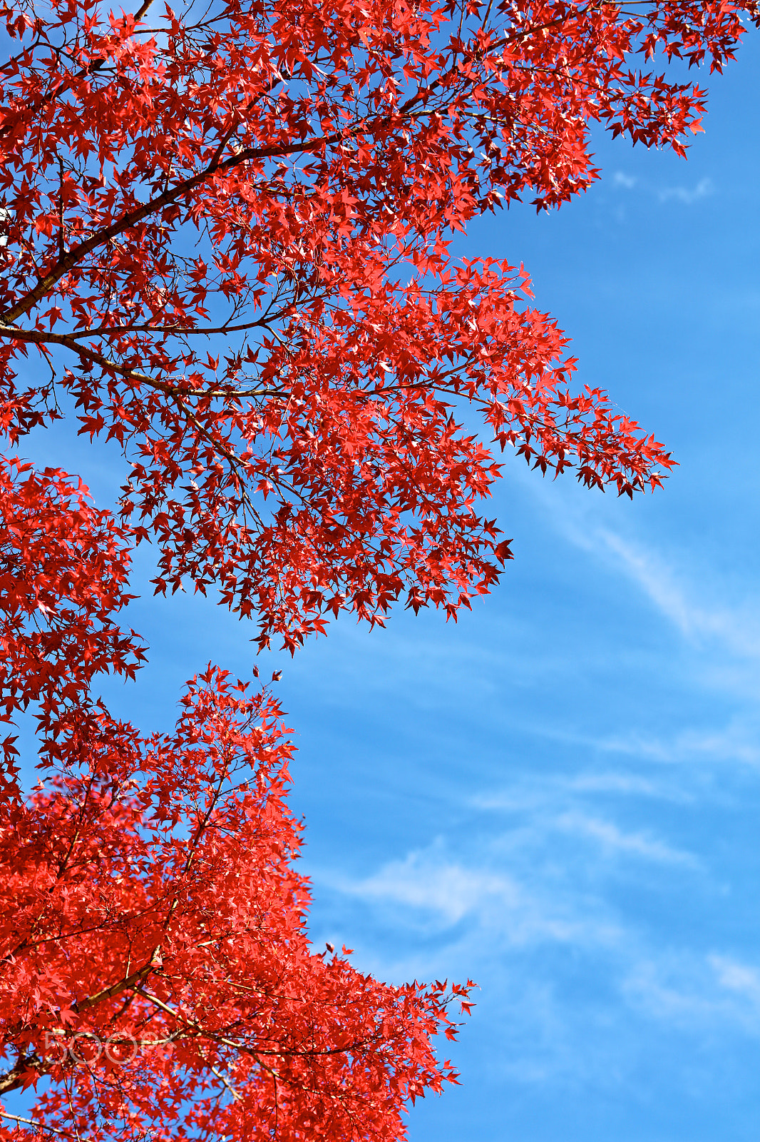 Canon EOS 5DS R sample photo. Red and blue photography