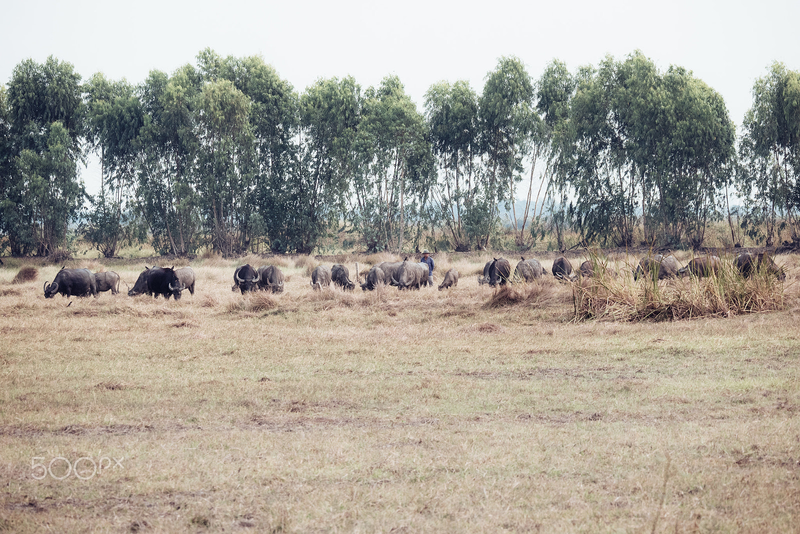 Panasonic Lumix DMC-GX85 (Lumix DMC-GX80 / Lumix DMC-GX7 Mark II) + LEICA DG 100-400/F4.0-6.3 sample photo. Thai buffalo photography