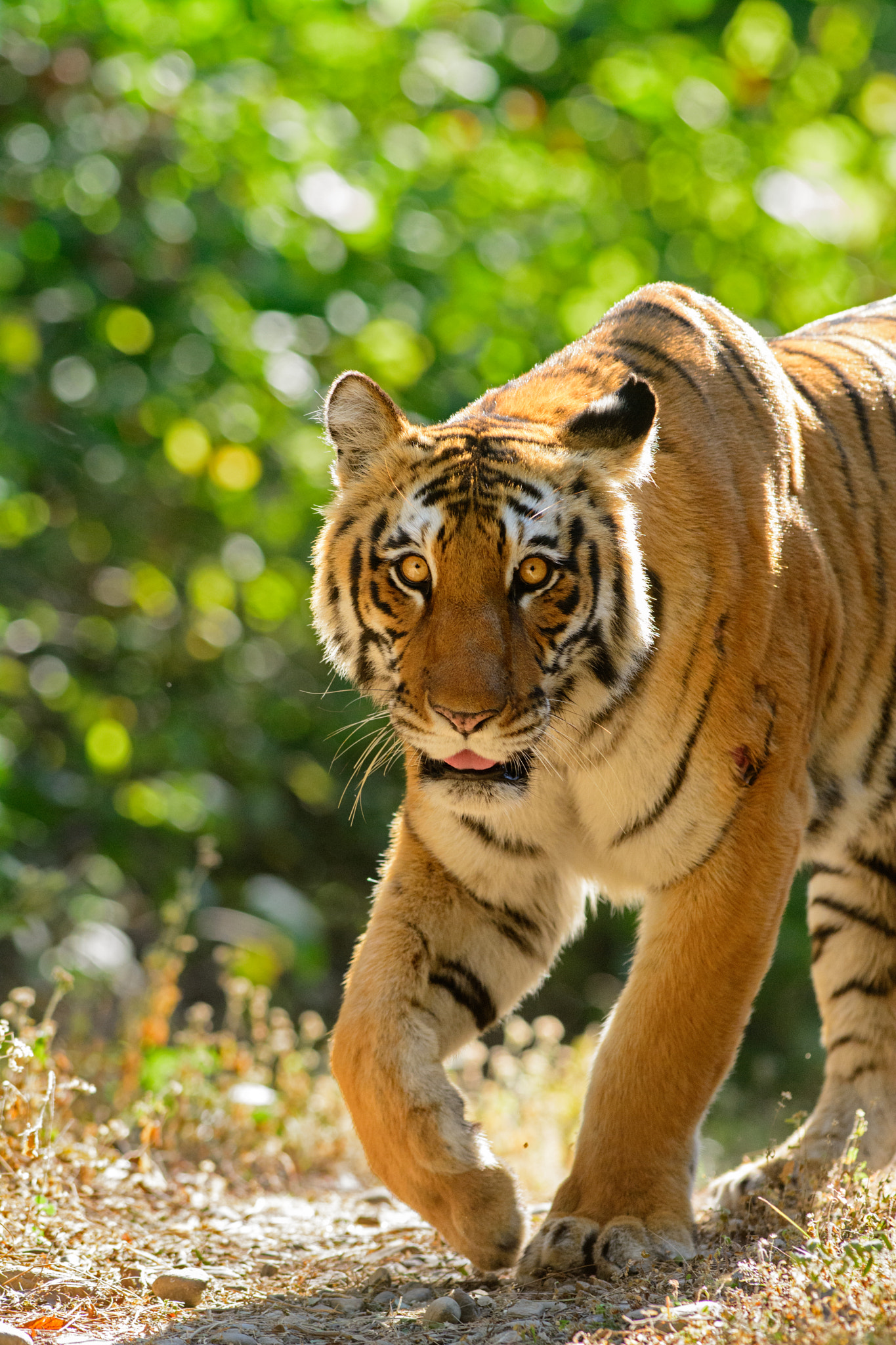 Nikon AF-S Nikkor 300mm F2.8G ED-IF VR sample photo. The enigma photography