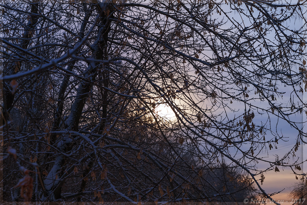 sun is in the maple branches