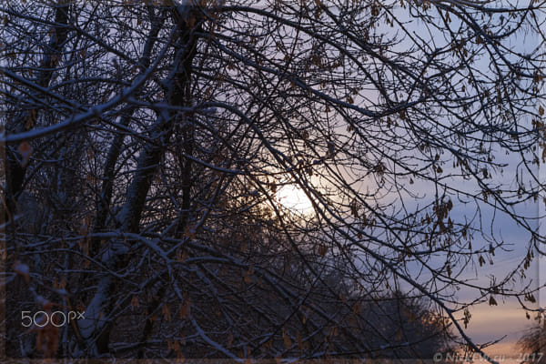 sun is in the maple branches by Nick Patrin on 500px.com