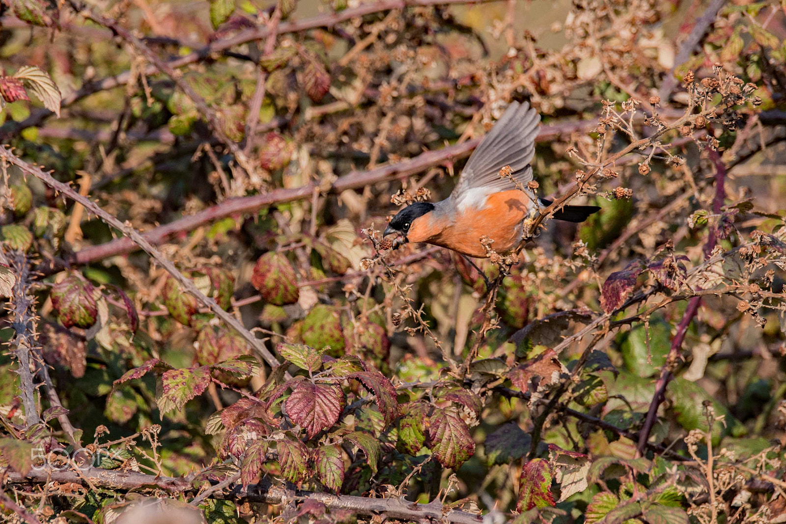 Sigma 150-600mm F5-6.3 DG OS HSM | S sample photo. Bullfinch photography