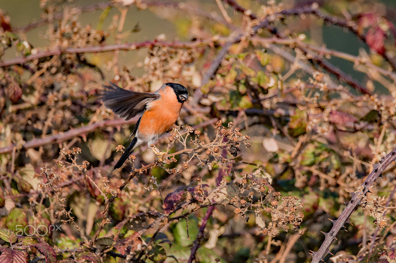 Nikon D750 + Sigma 150-600mm F5-6.3 DG OS HSM | S sample photo. Bullfinch photography