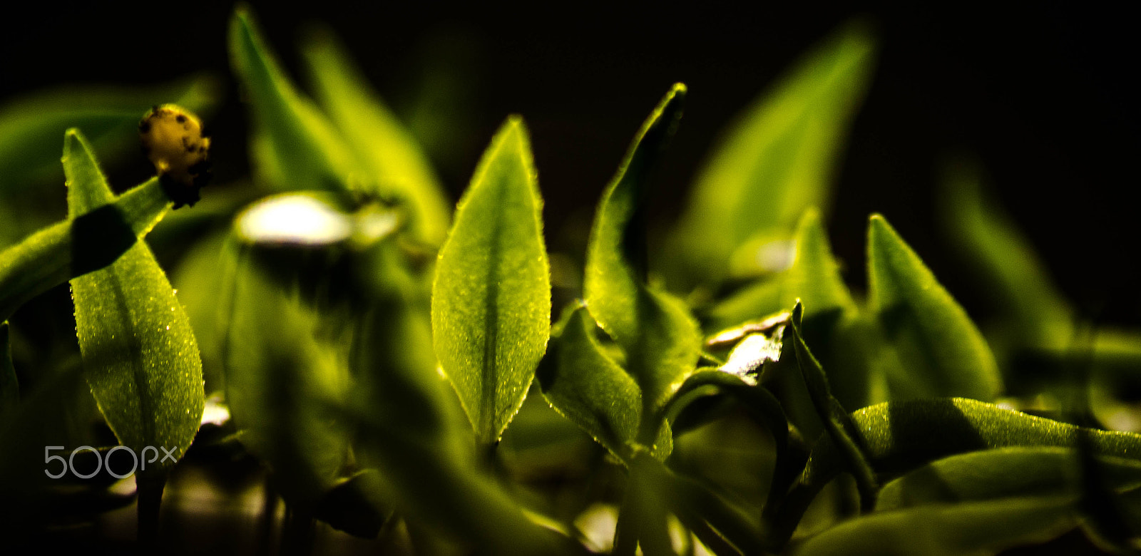 Sigma 70-300mm F4-5.6 APO DG Macro sample photo. Glowing photography